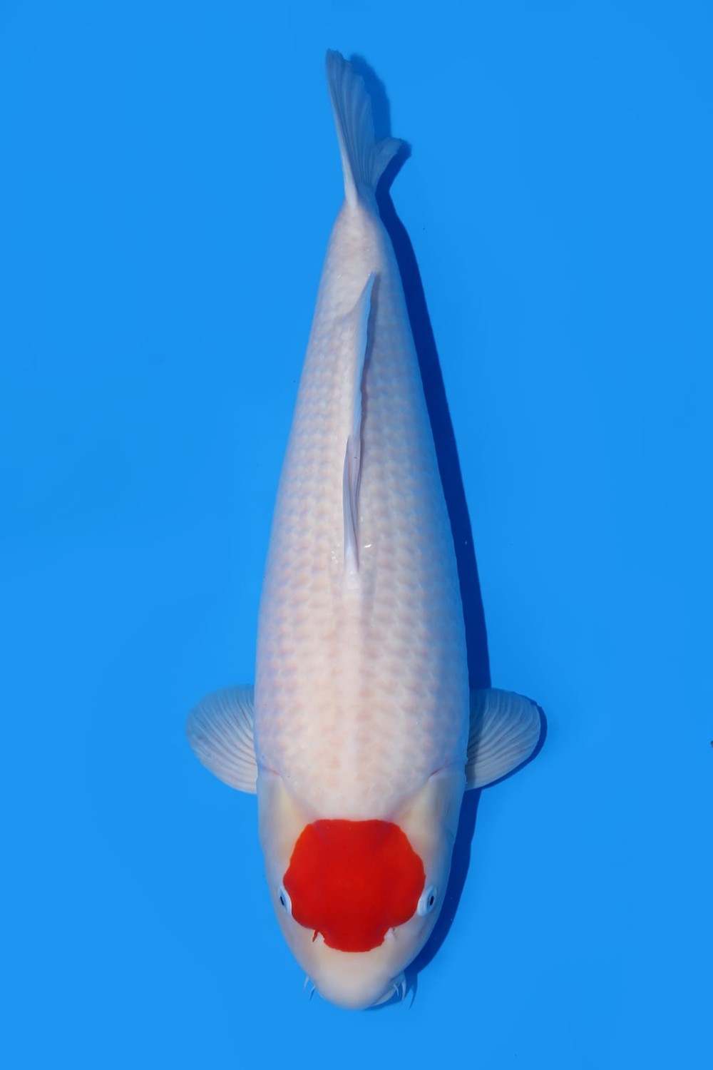 Juara 2