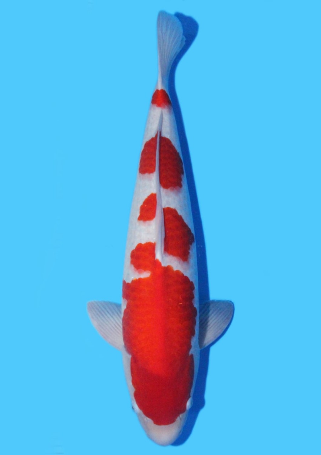 Juara 2