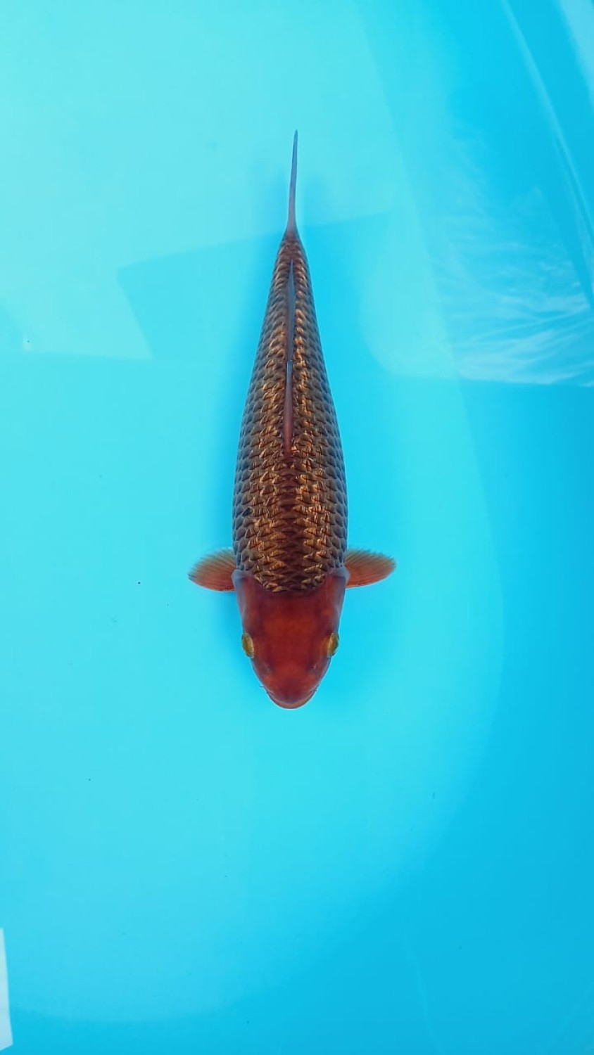 Juara 3