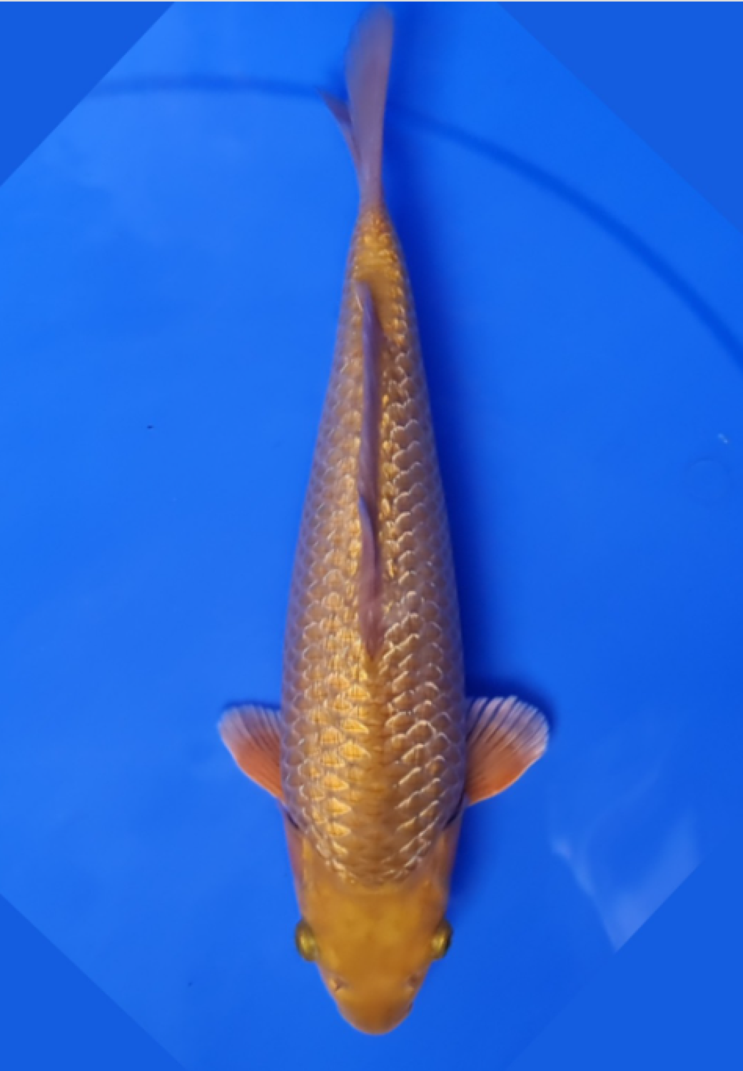 Best In Size E 36-40 cm