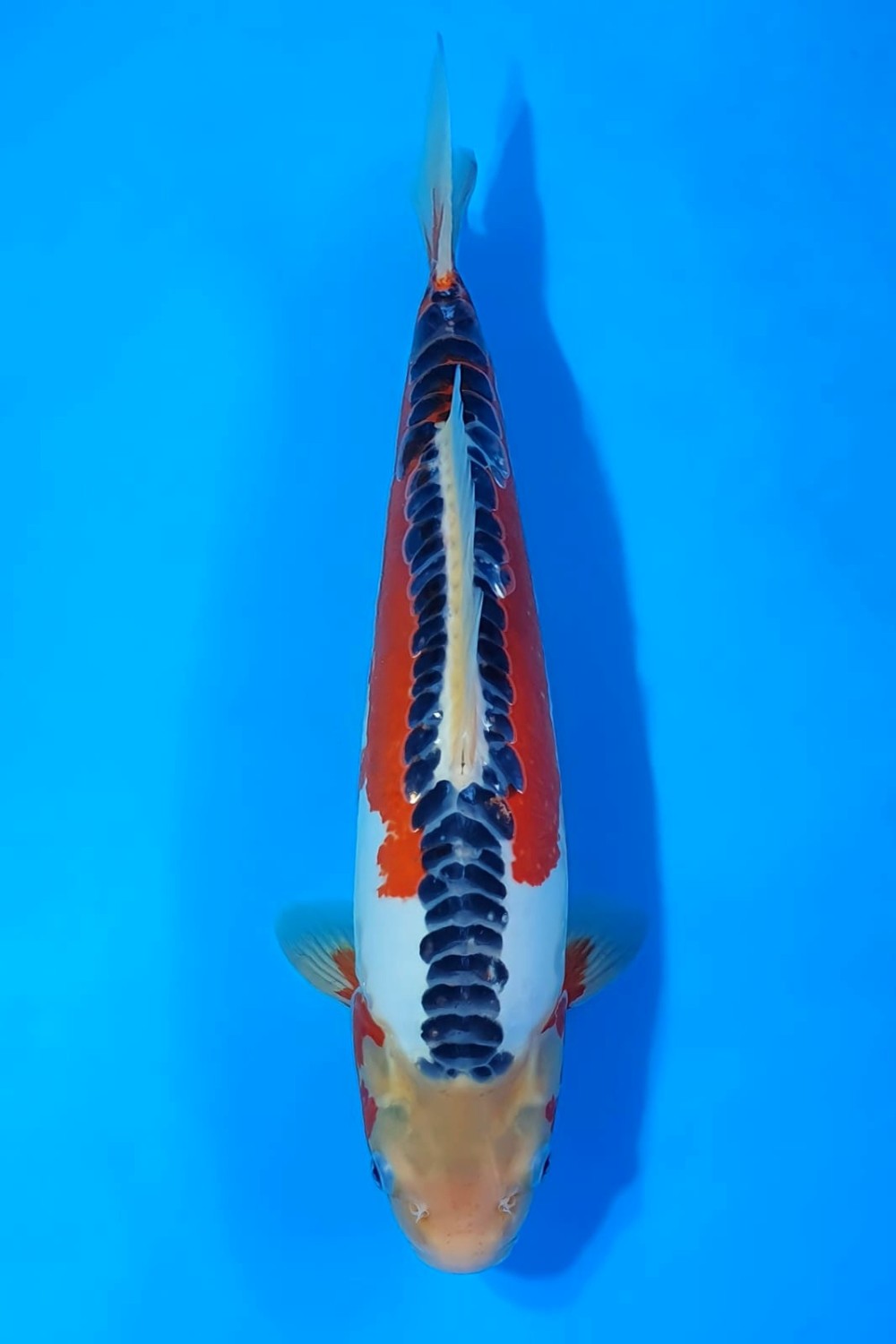 Juara 5