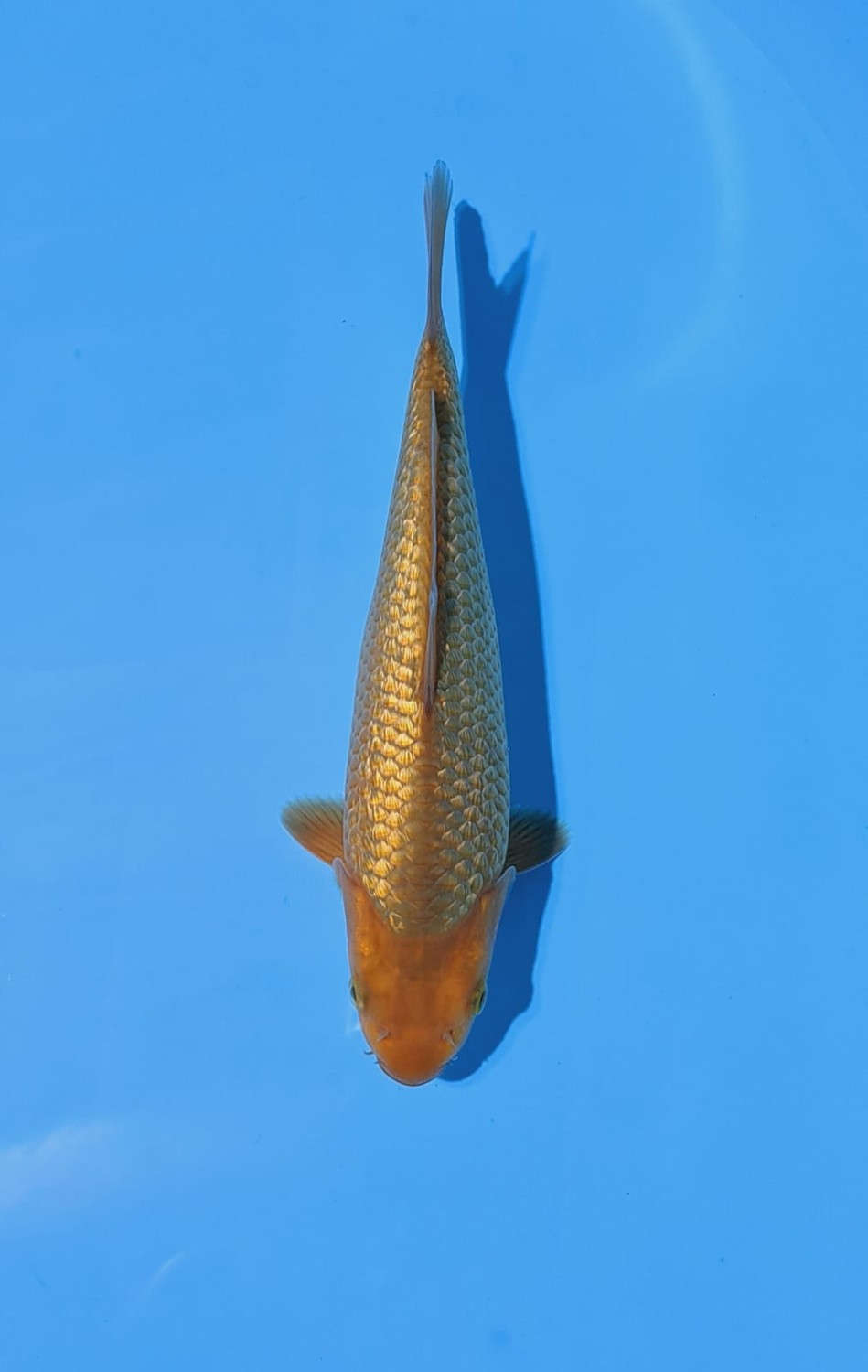 Juara 5