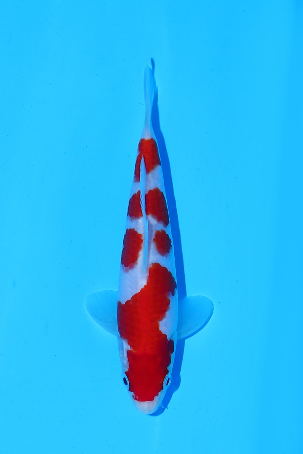 Juara 3