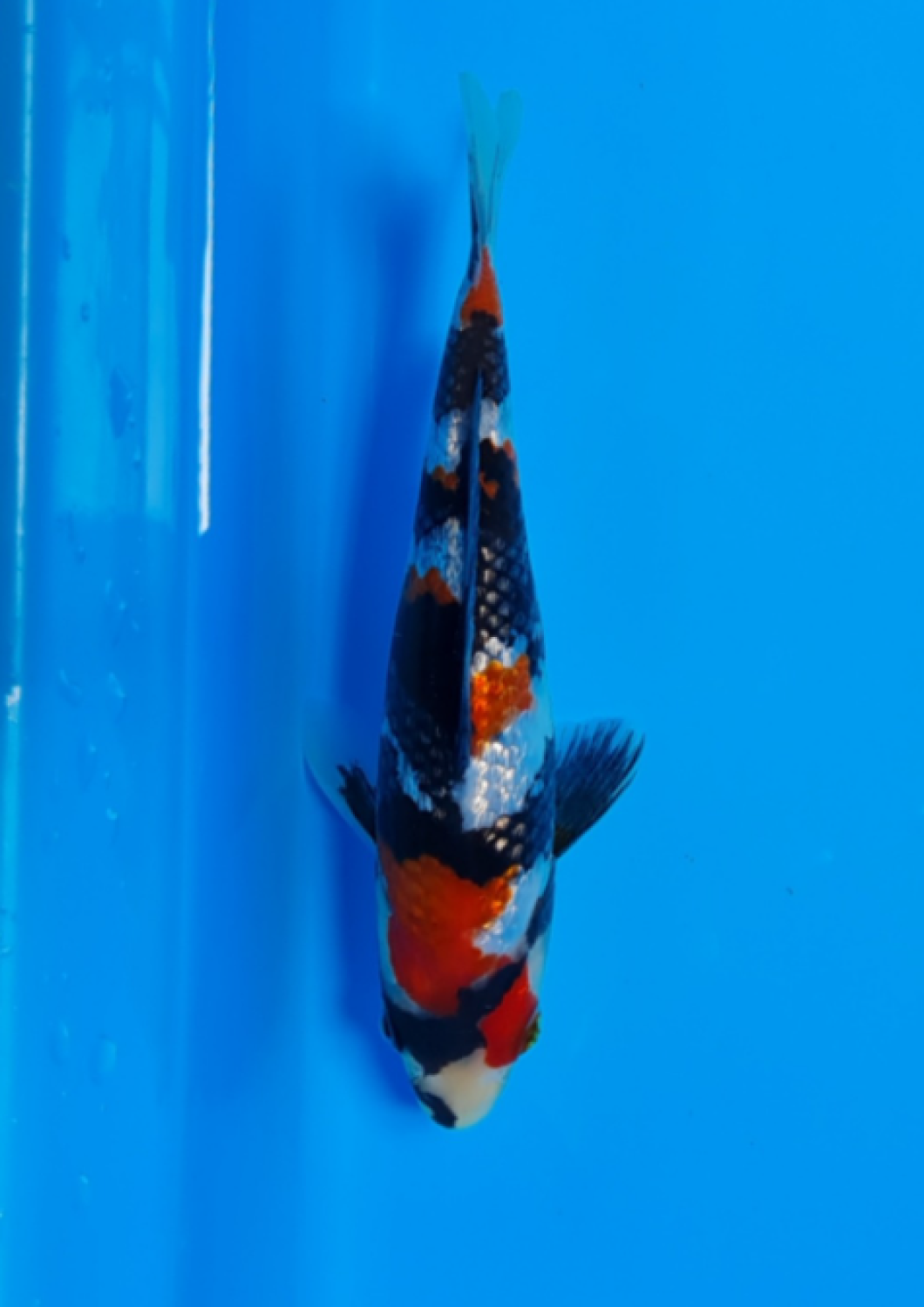 Juara 1