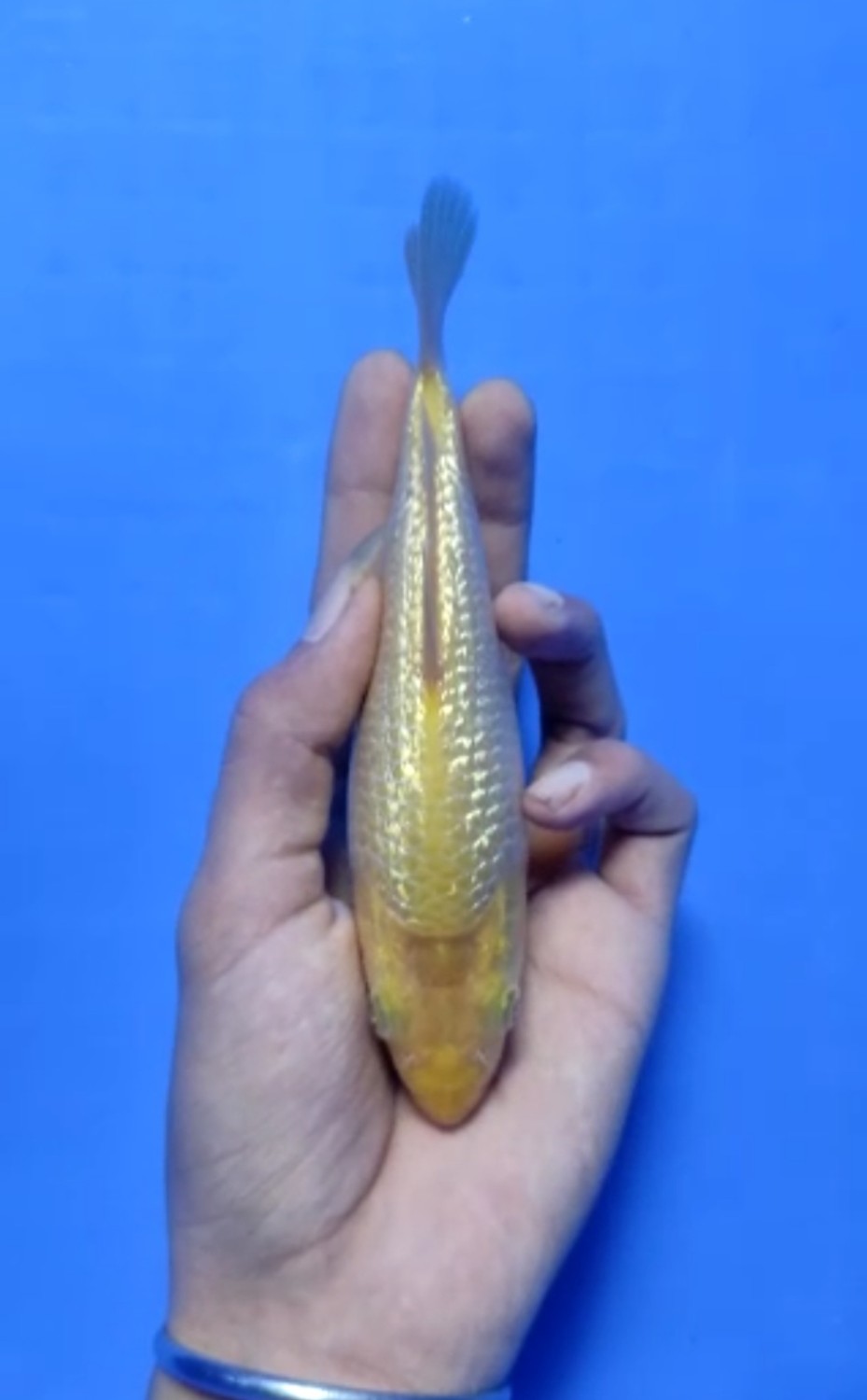 Juara 5