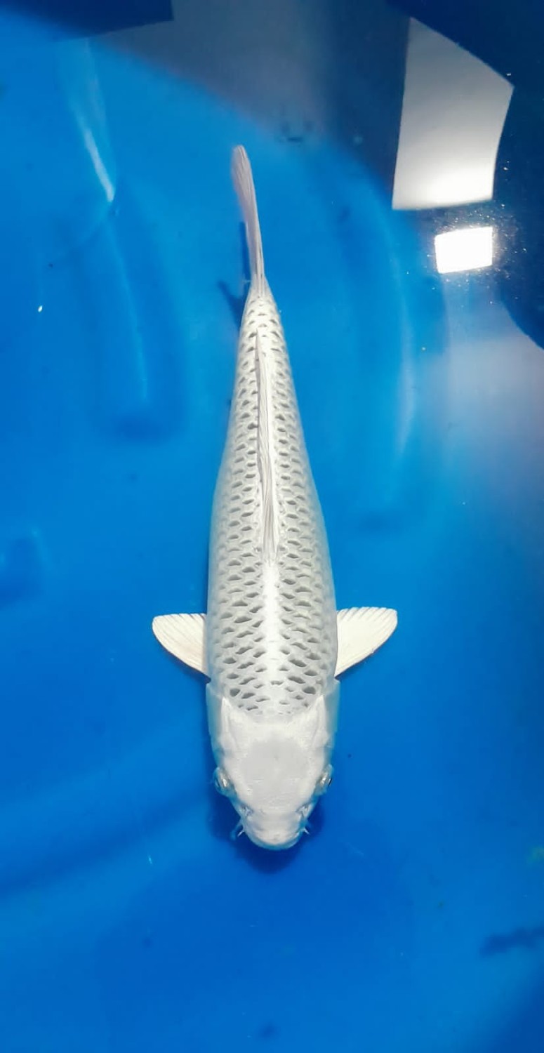 Juara 2
