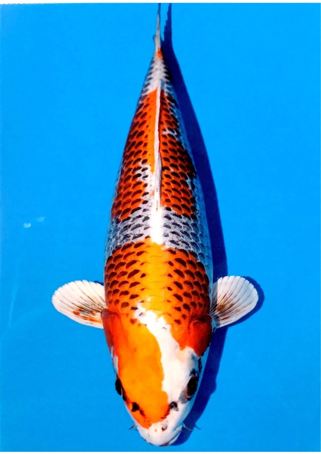 Juara 1