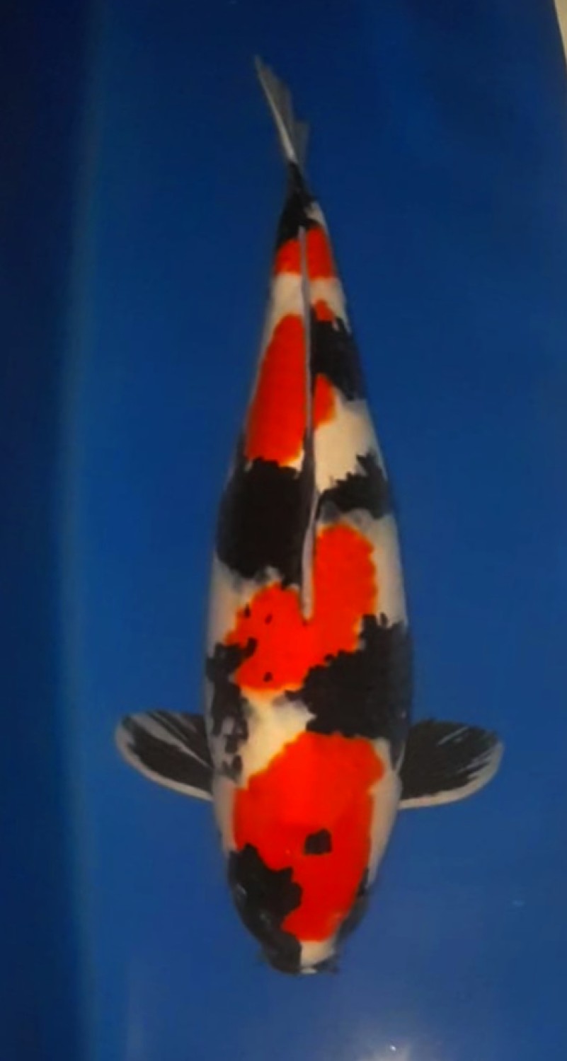 Juara 3