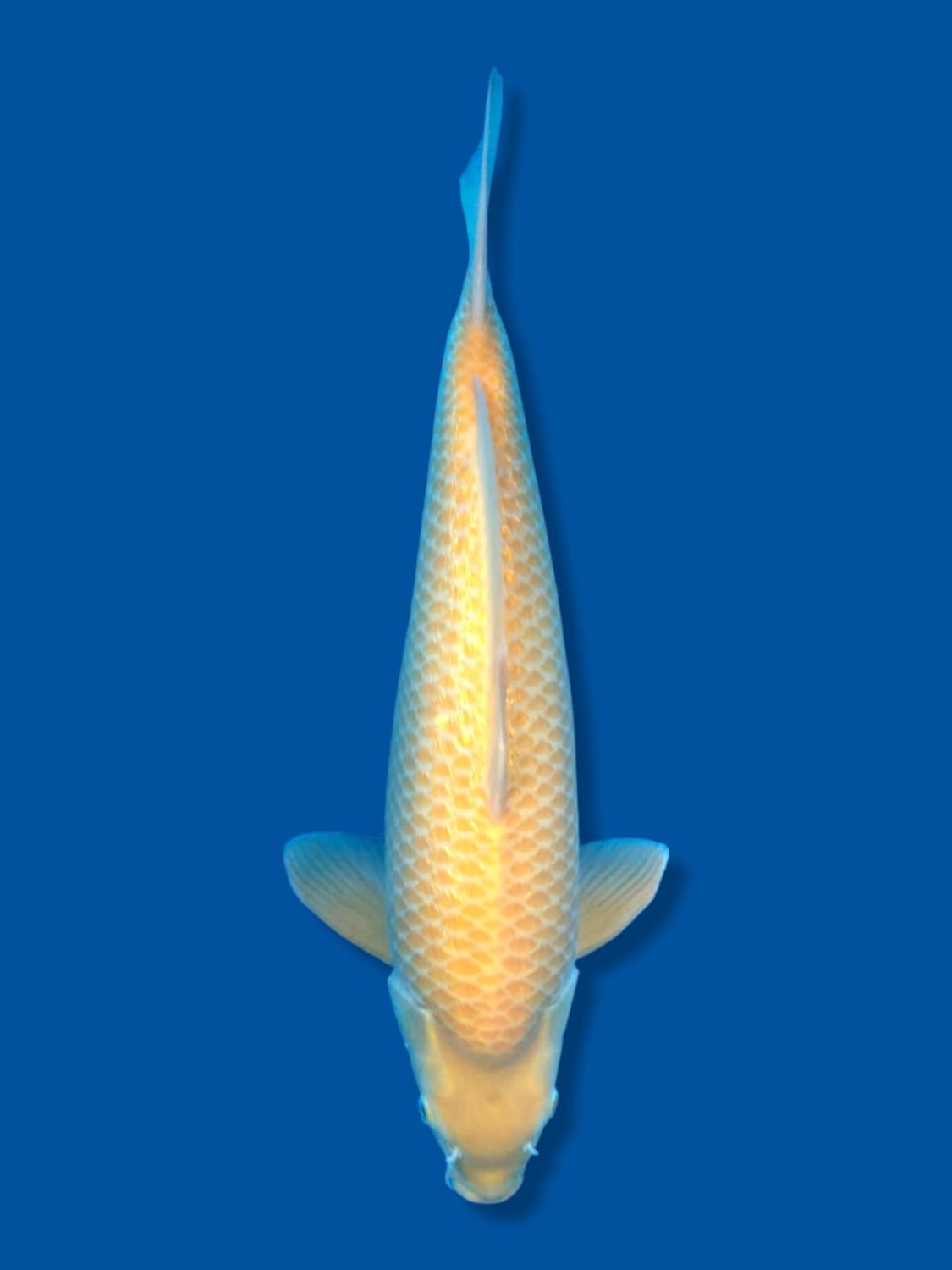 Juara 5