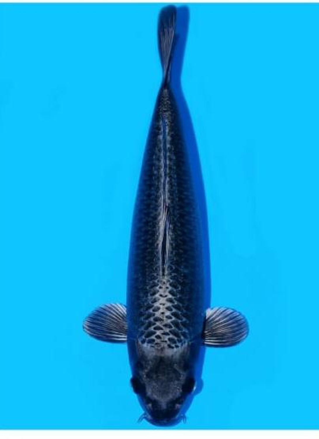 Best In Size E 56-60 cm