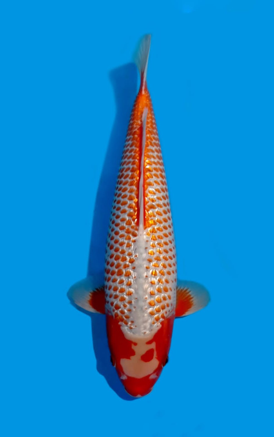 Juara 1