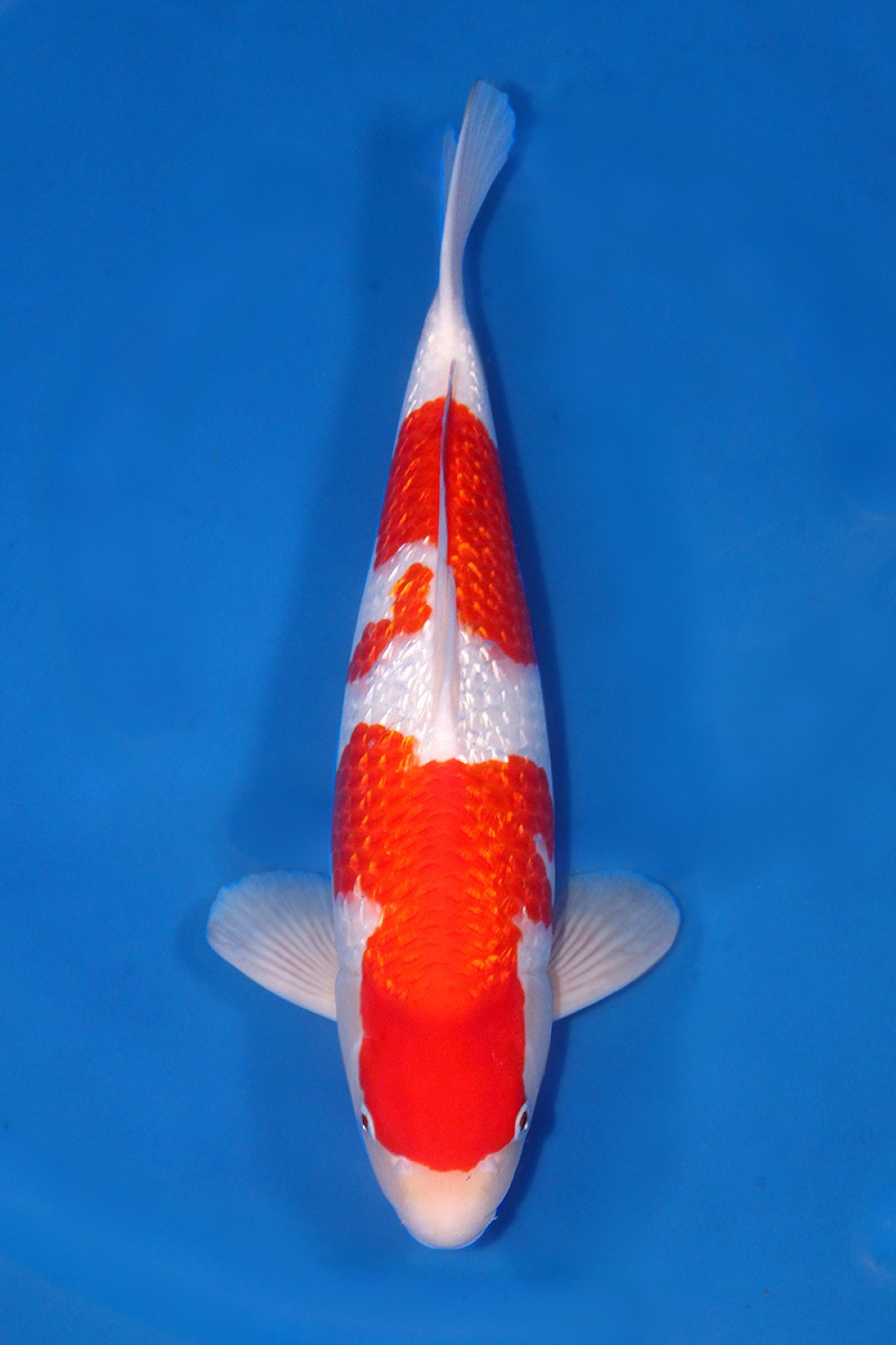 Juara 3