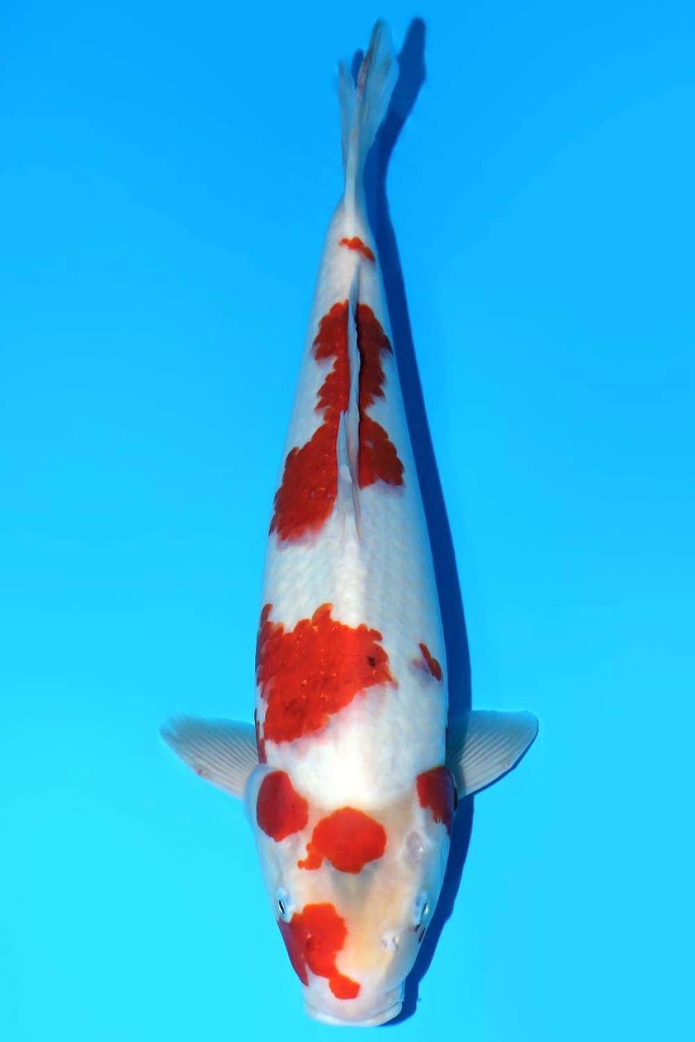 Juara 3