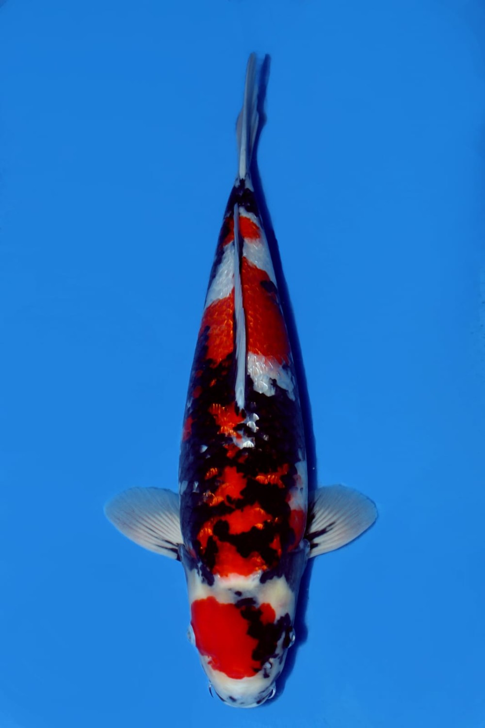 Juara 4