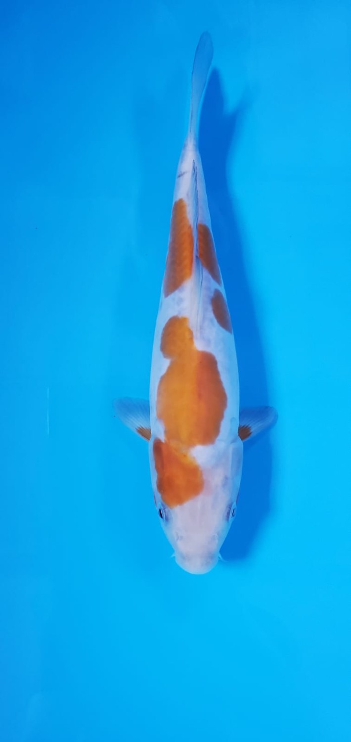 Juara 2