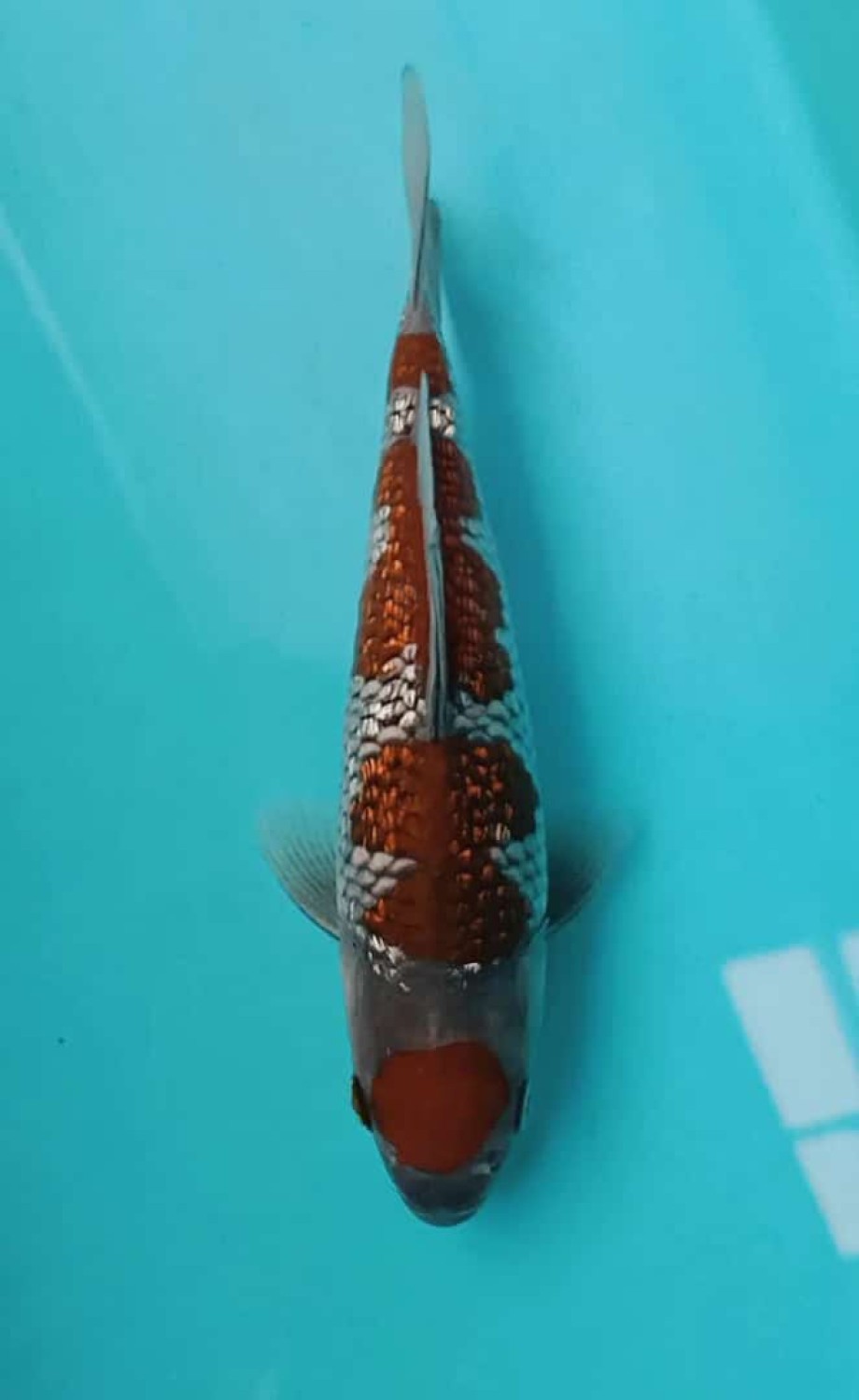 Juara 5