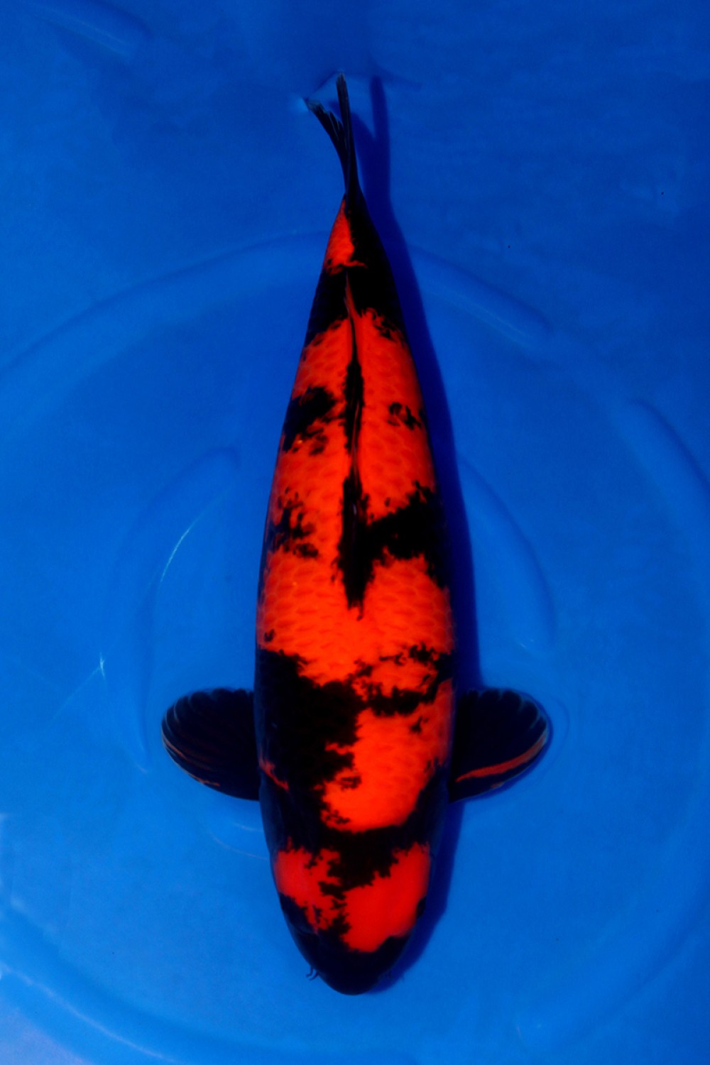 Juara 1