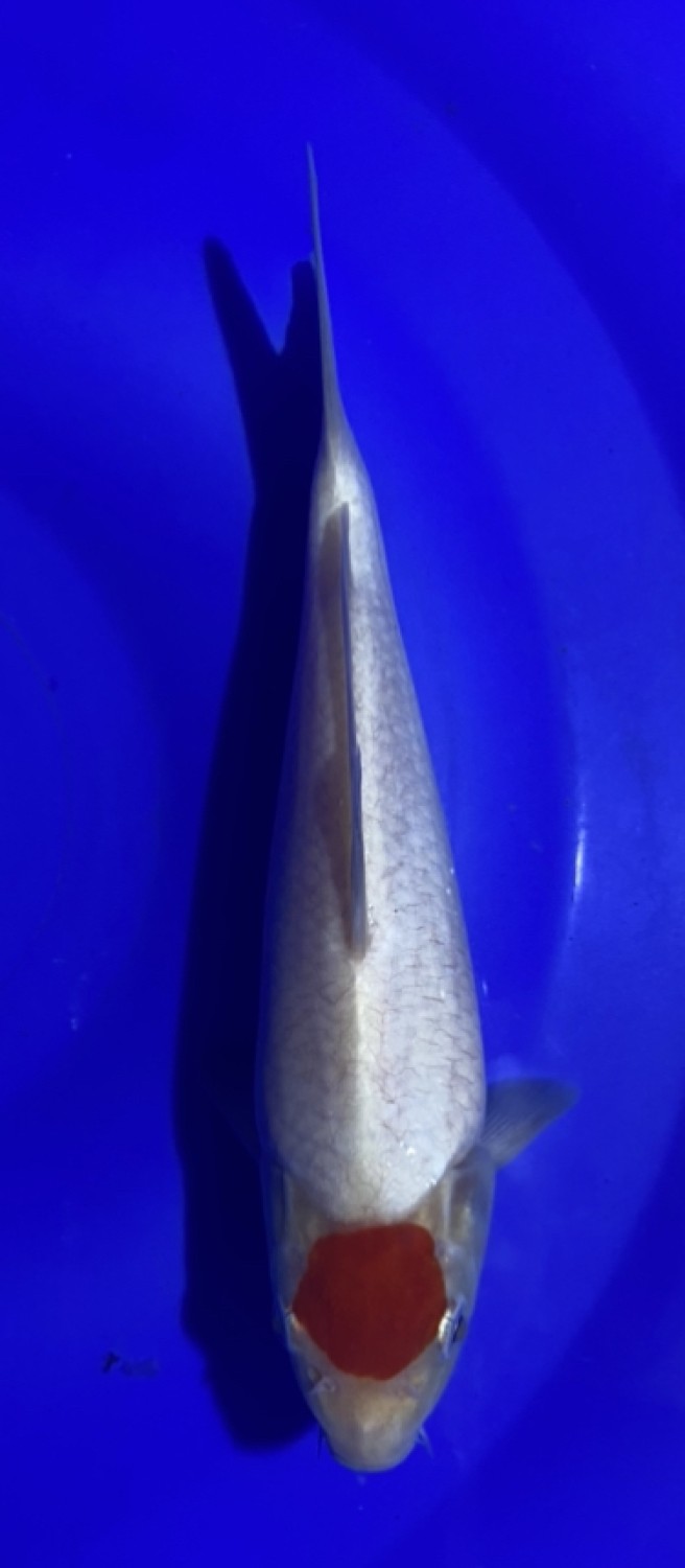 Juara 1