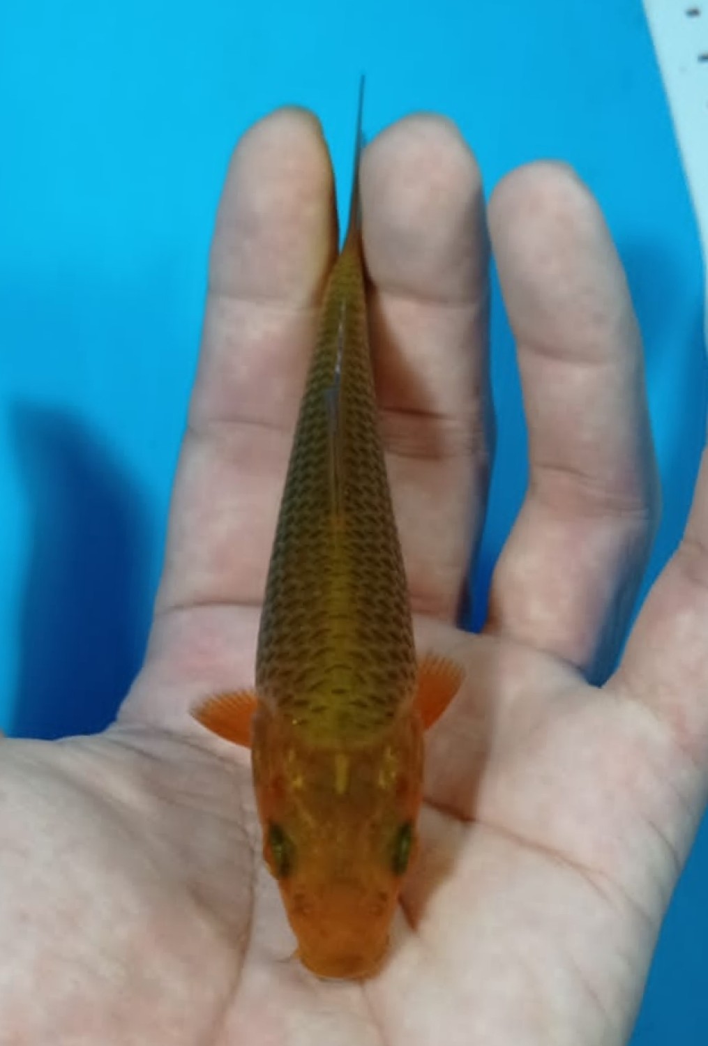 Juara 3