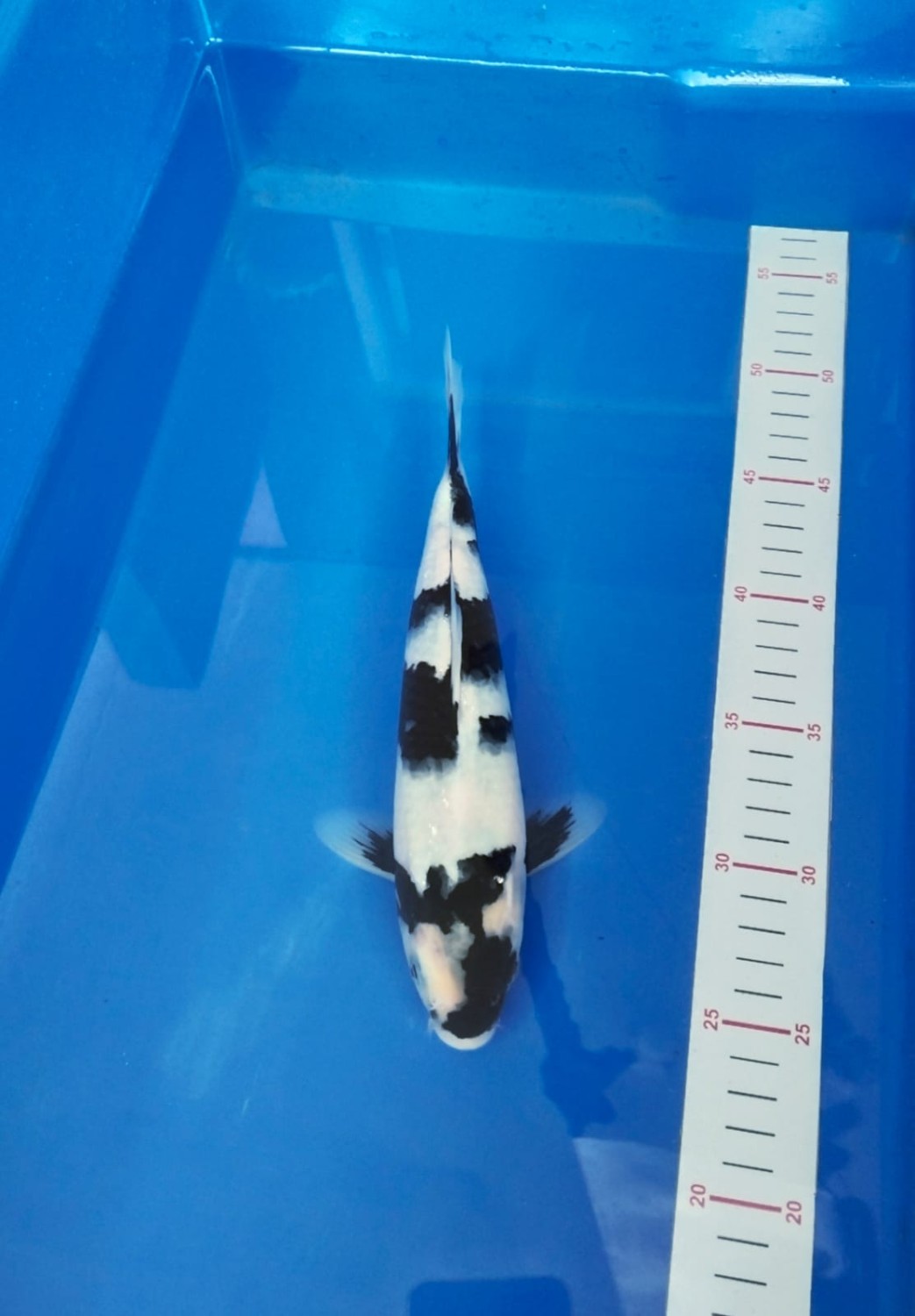 Best In Size B 21-25 cm