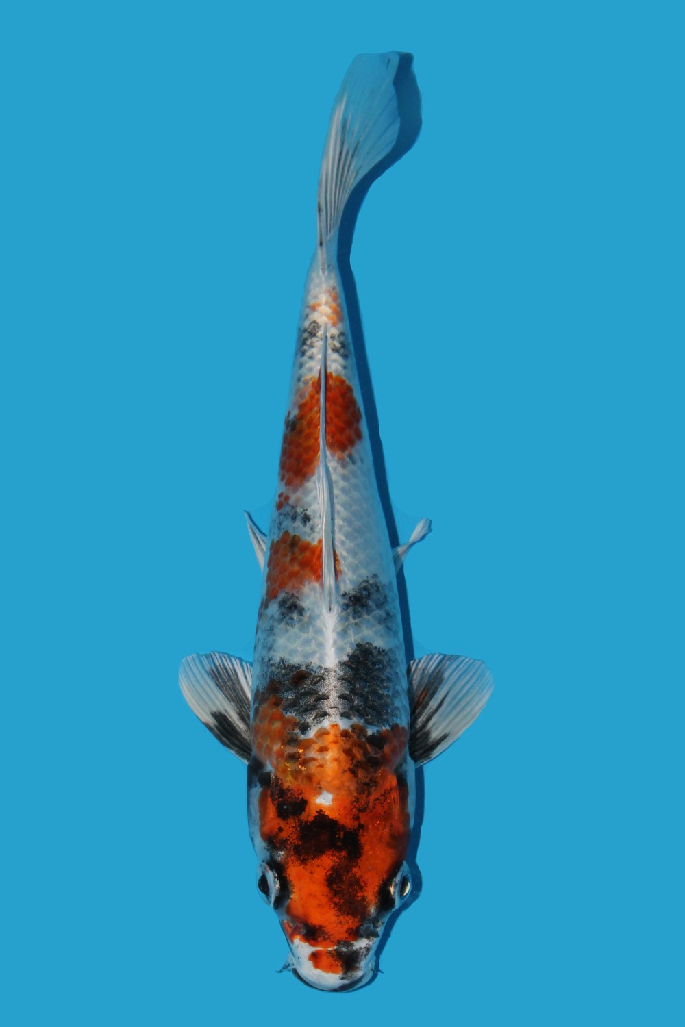 Juara 3