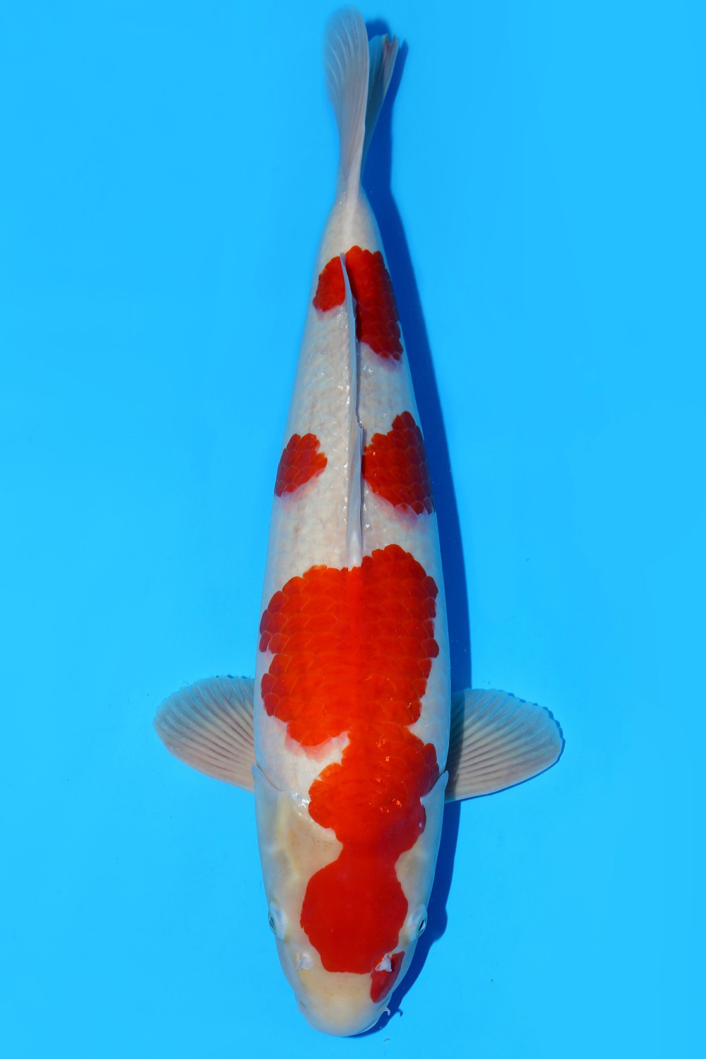 Juara 4