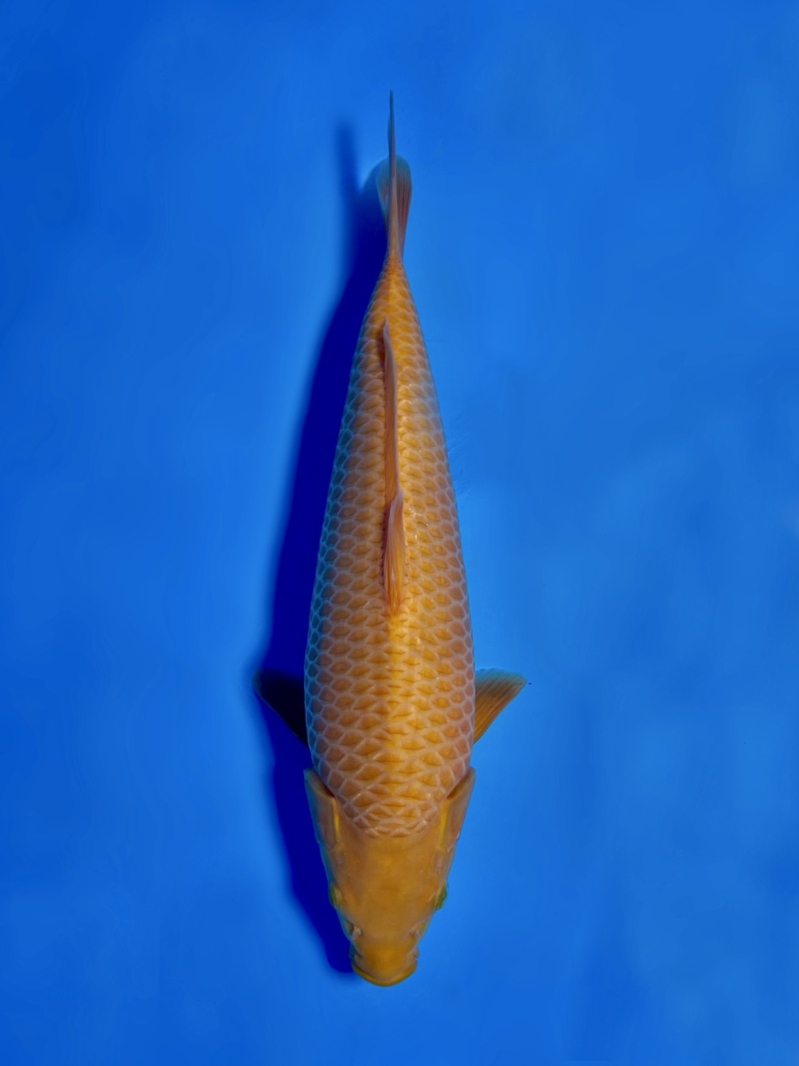 Juara 3