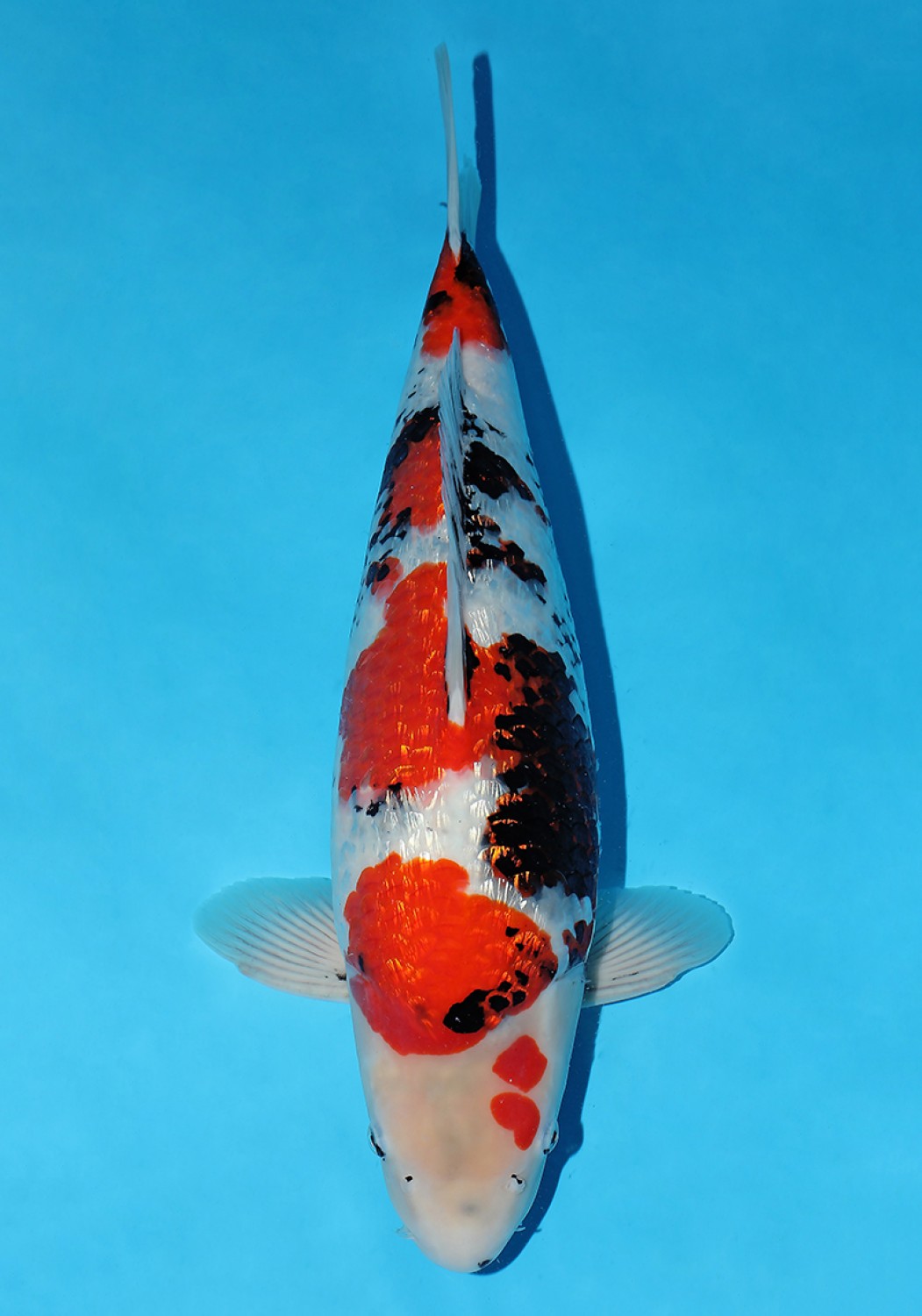 Juara 1