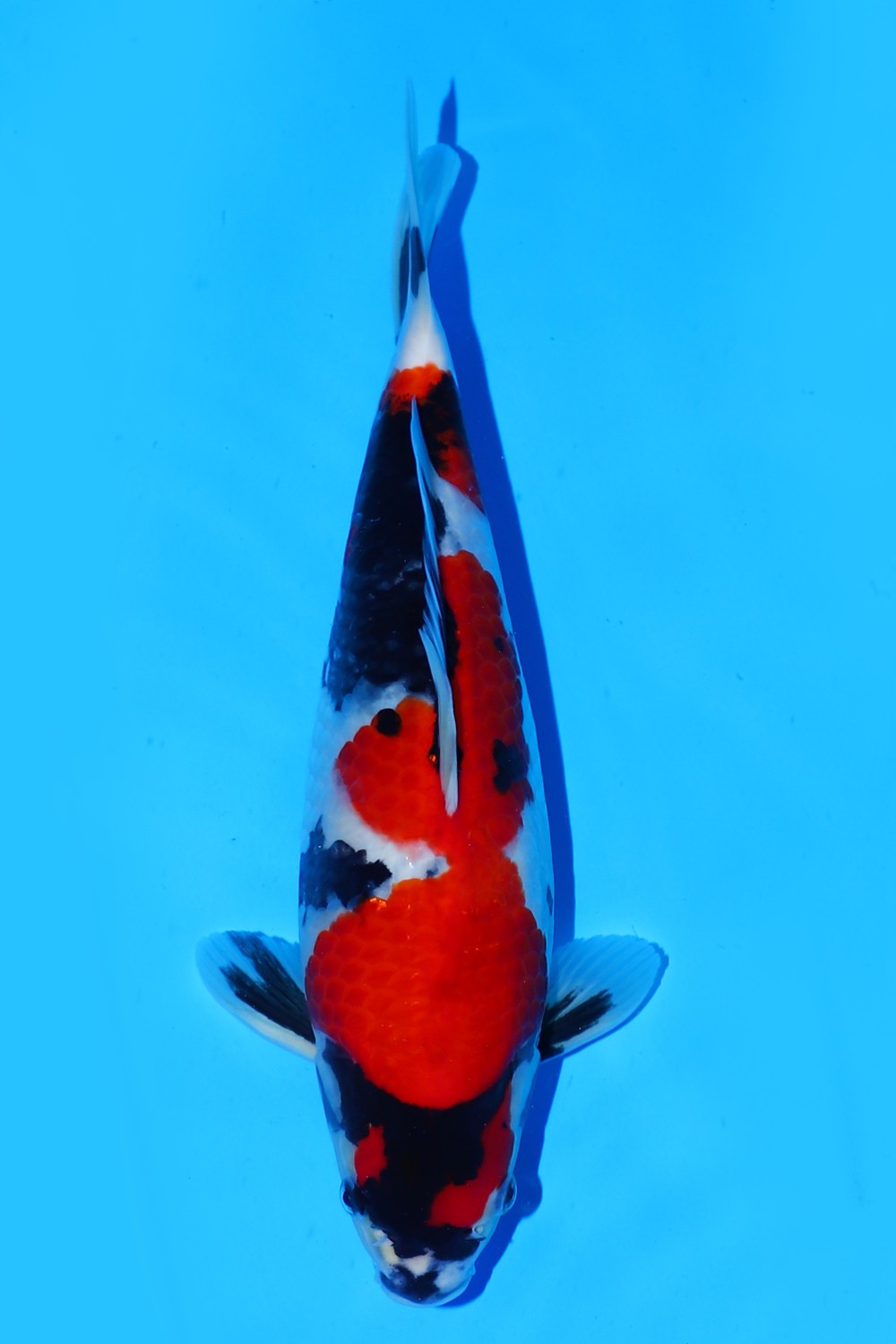 Juara 4