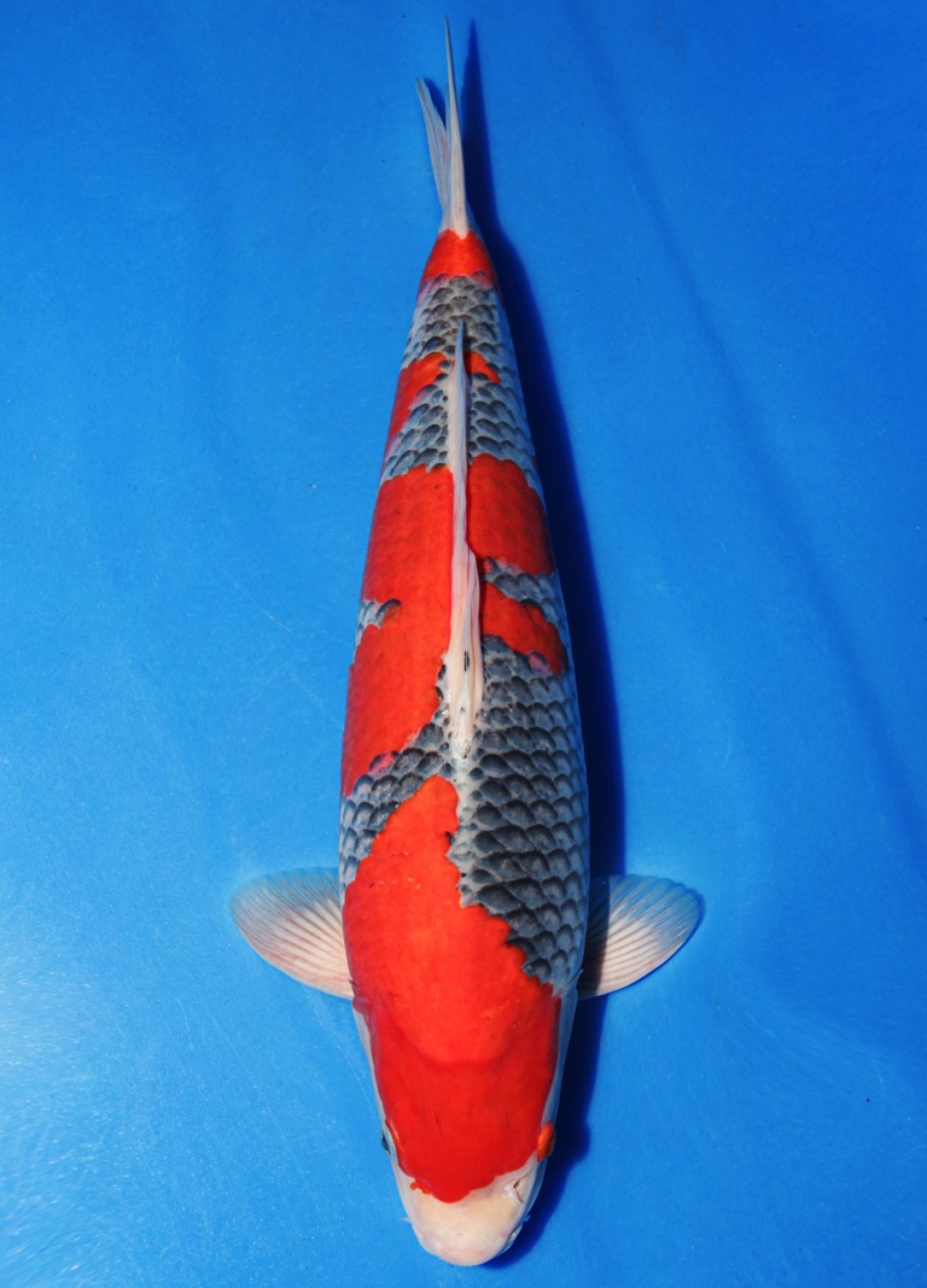 Best In Size B 41-45 cm
