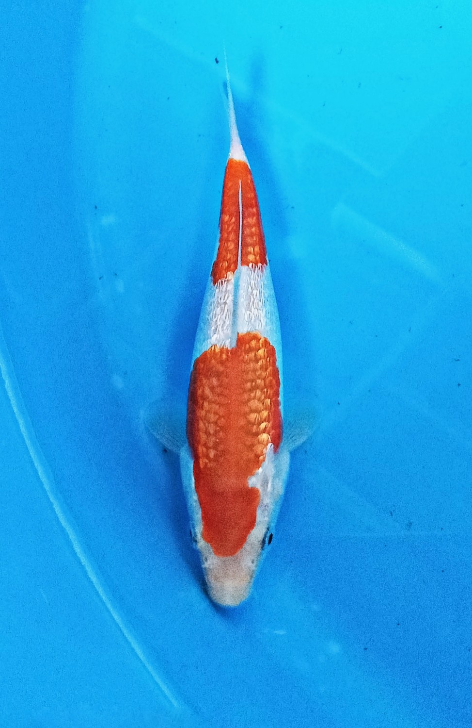 Juara 4