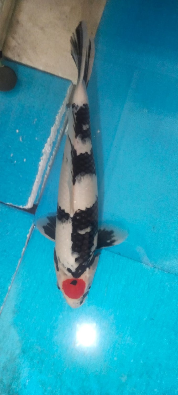 Juara 2