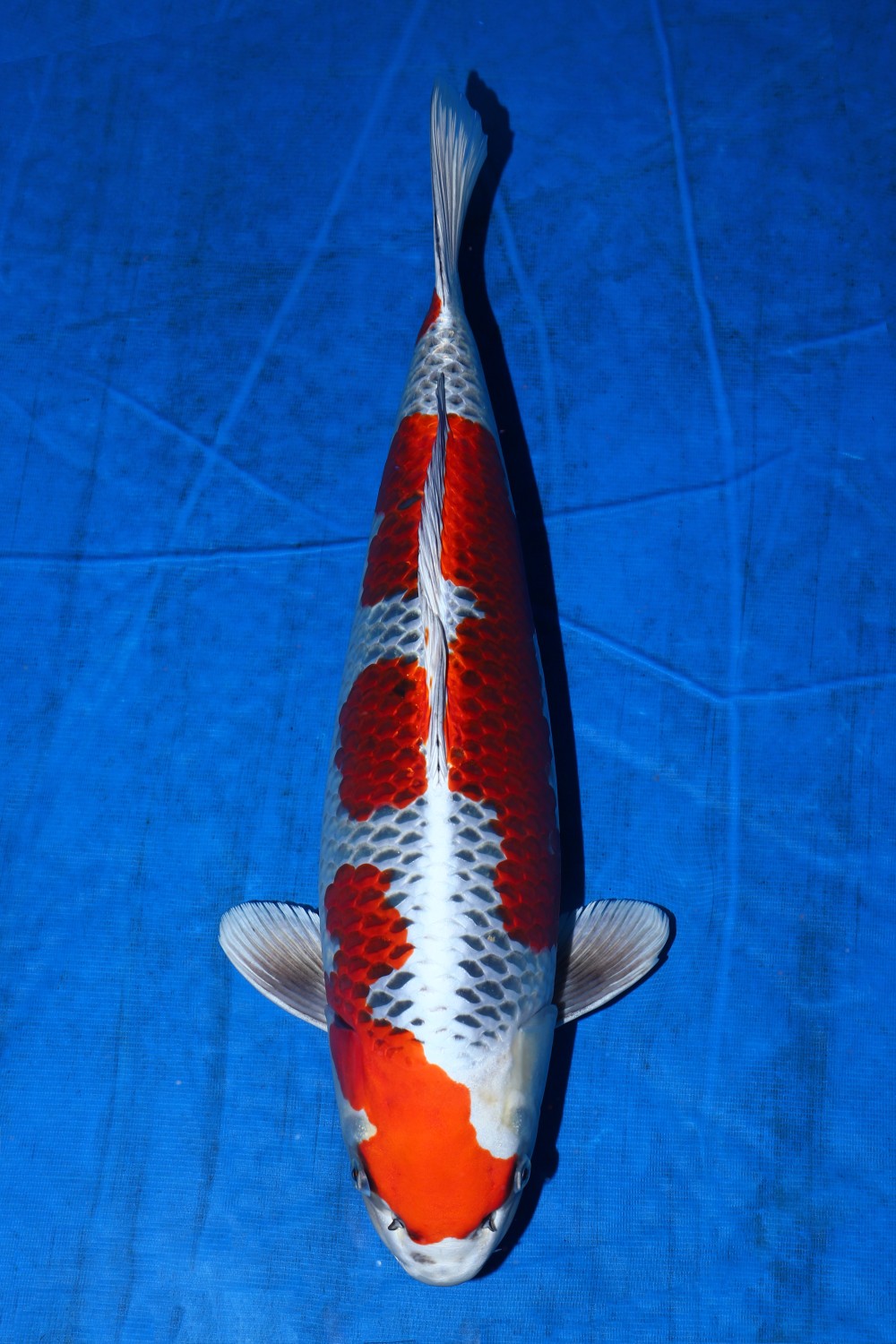 Juara 1