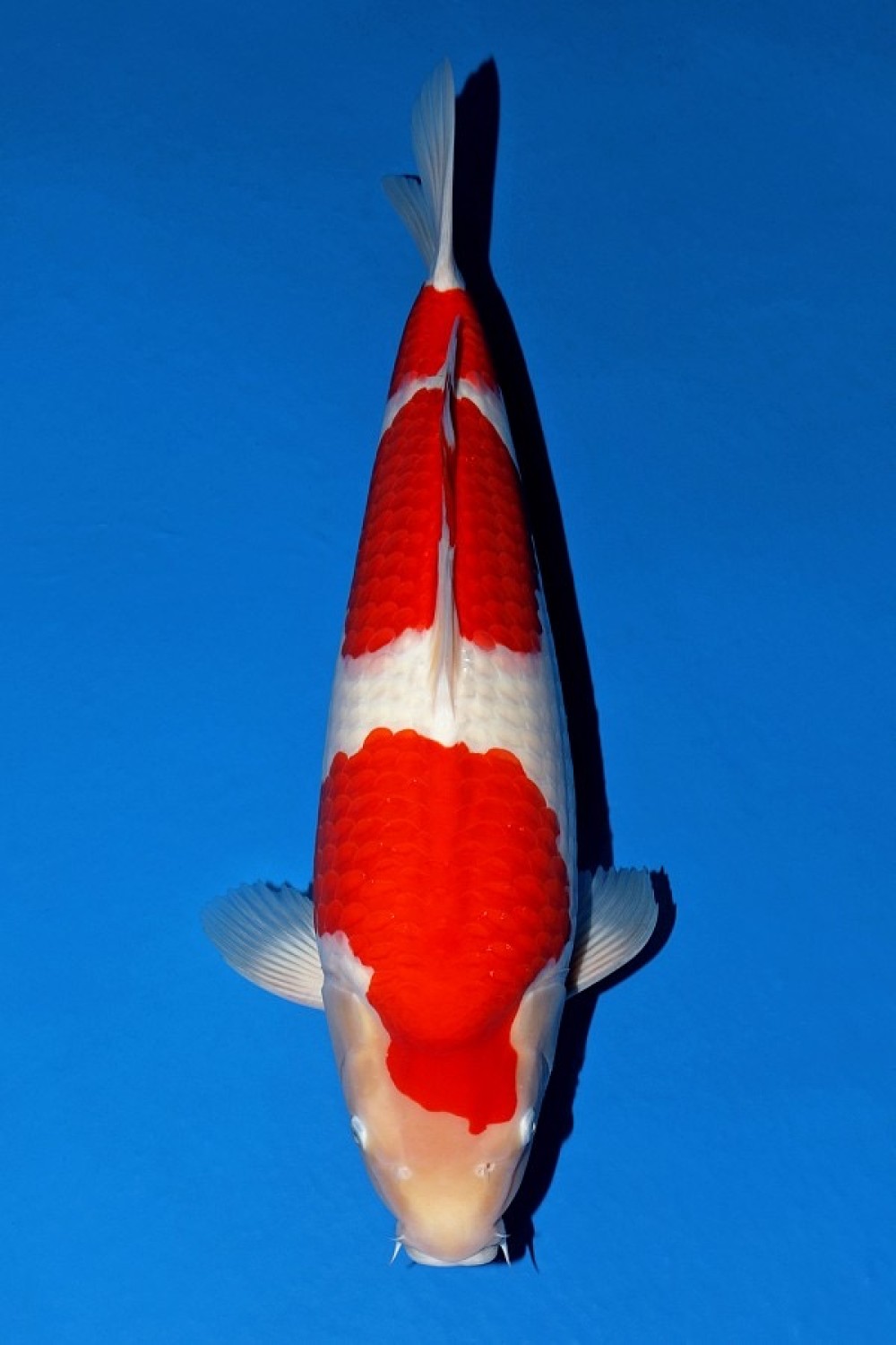 Best In Size A 56-60 cm