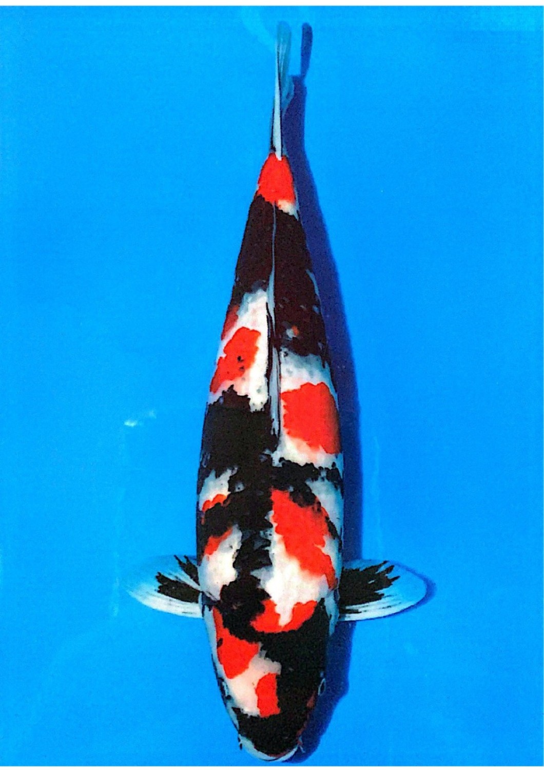 Juara 2