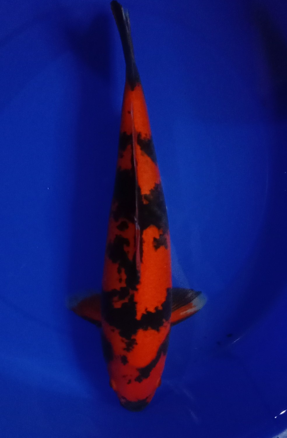 Juara 1
