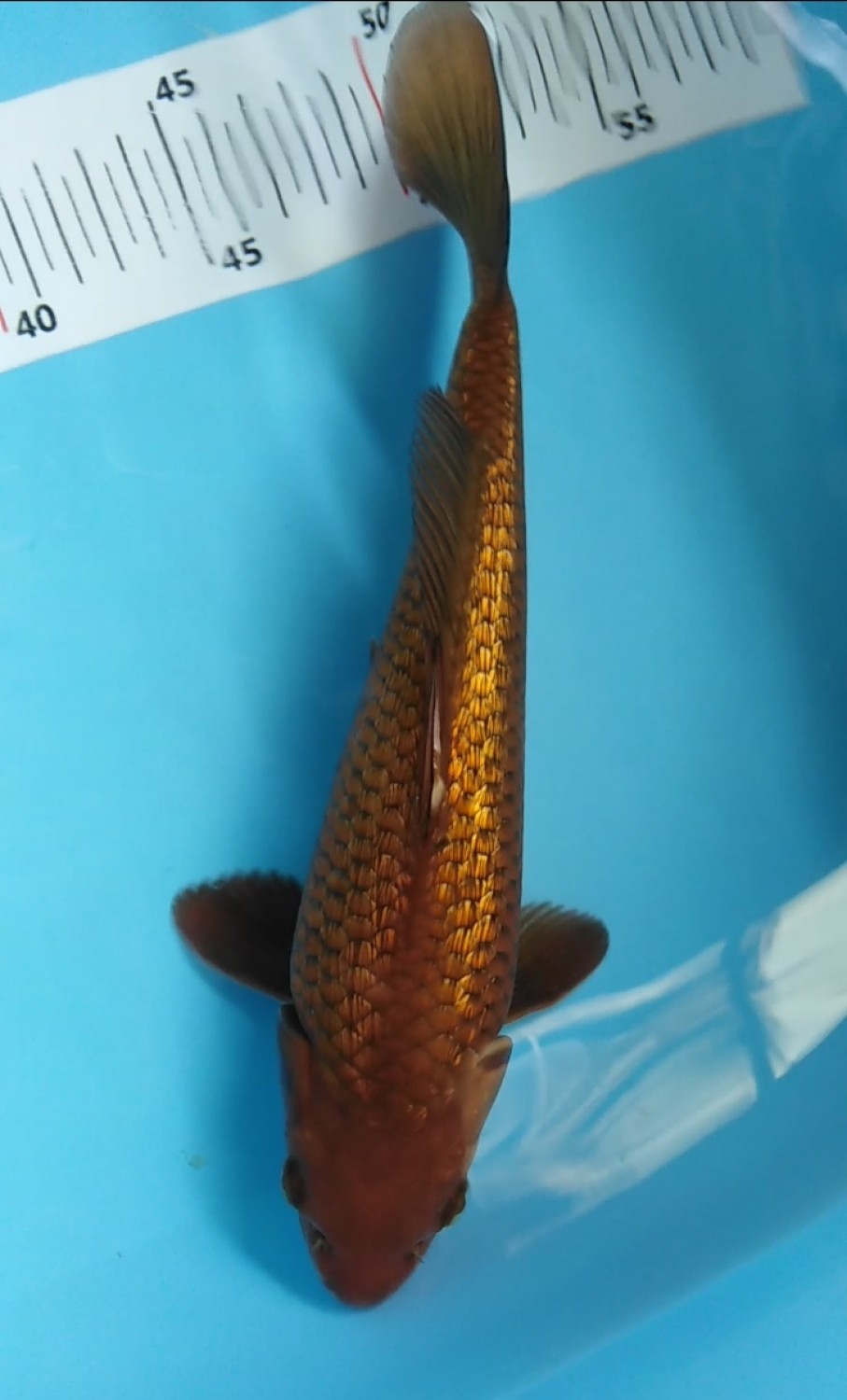 Best In Size E 21-25 cm