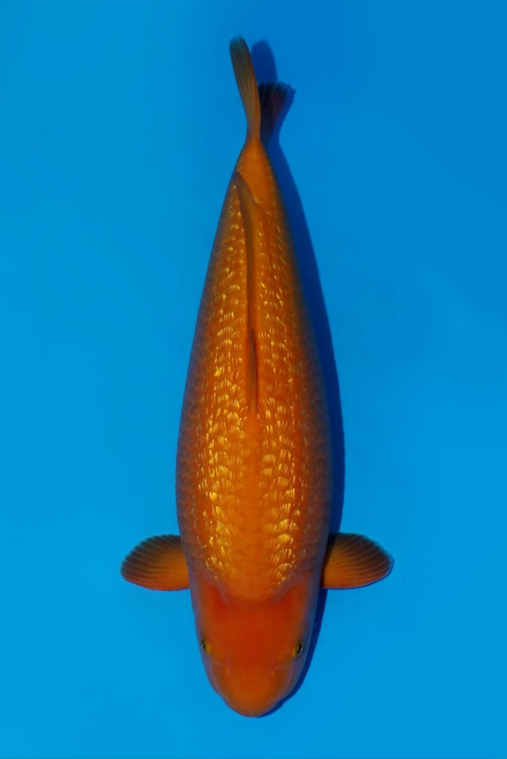 Best In Size E 51-55 cm