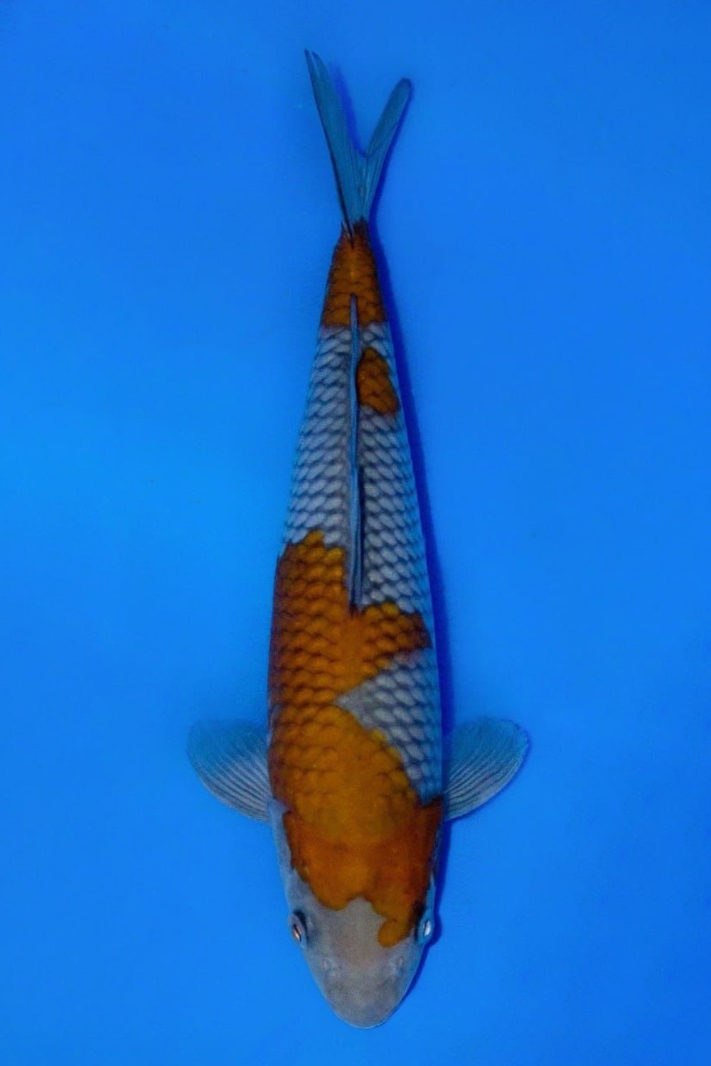Juara 1
