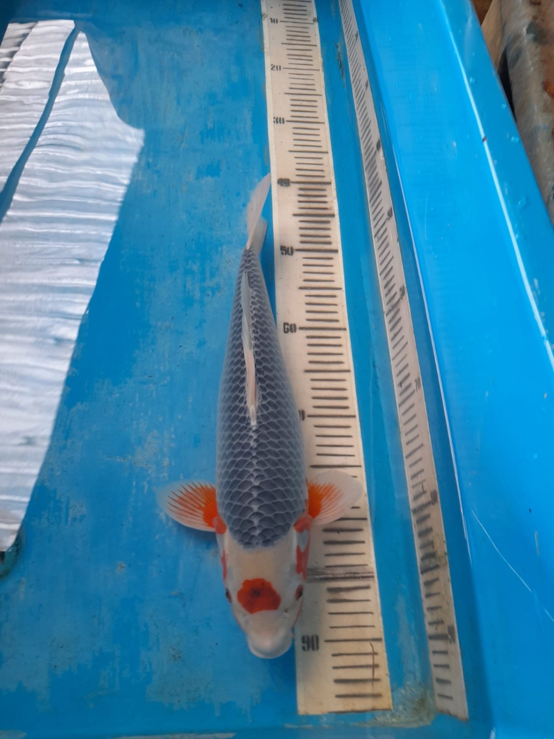 Juara 1