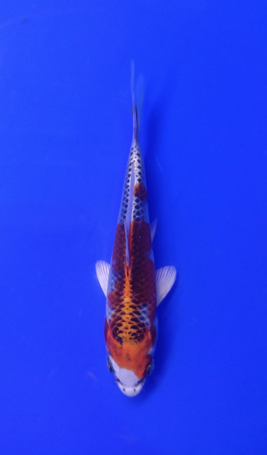 Juara 2