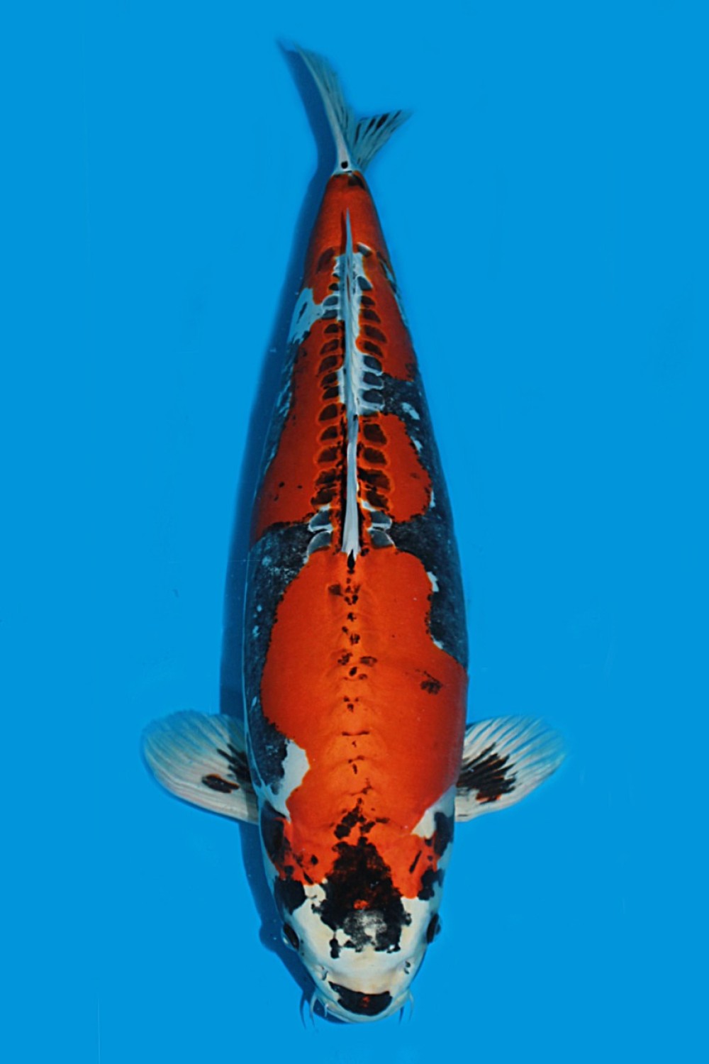 Juara 1