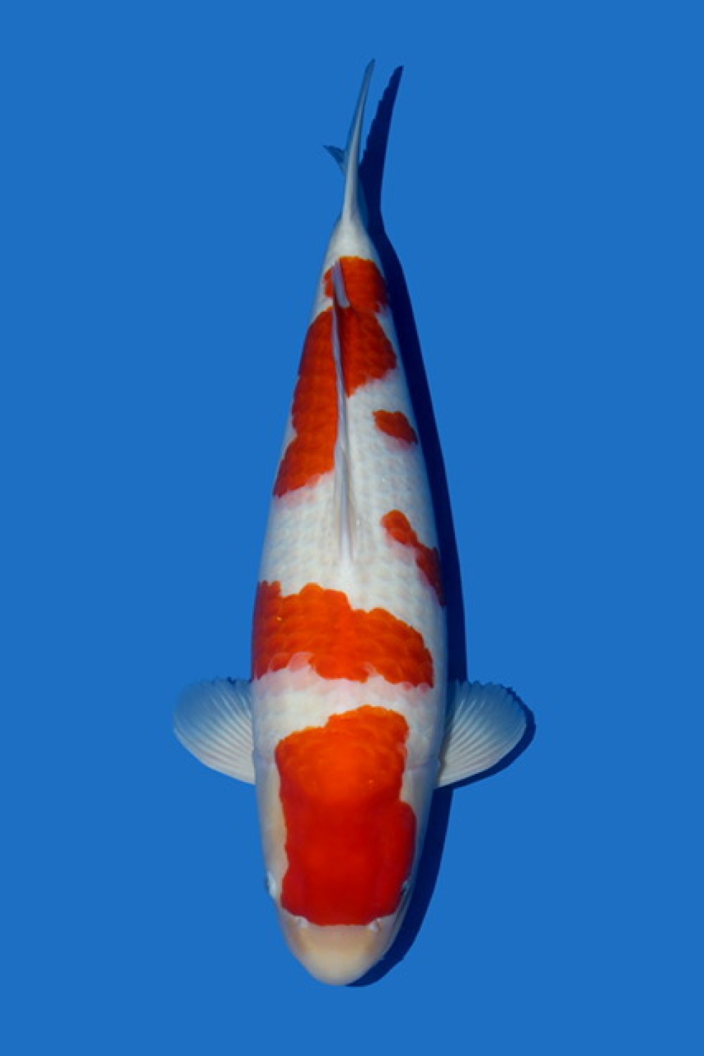 Juara 1