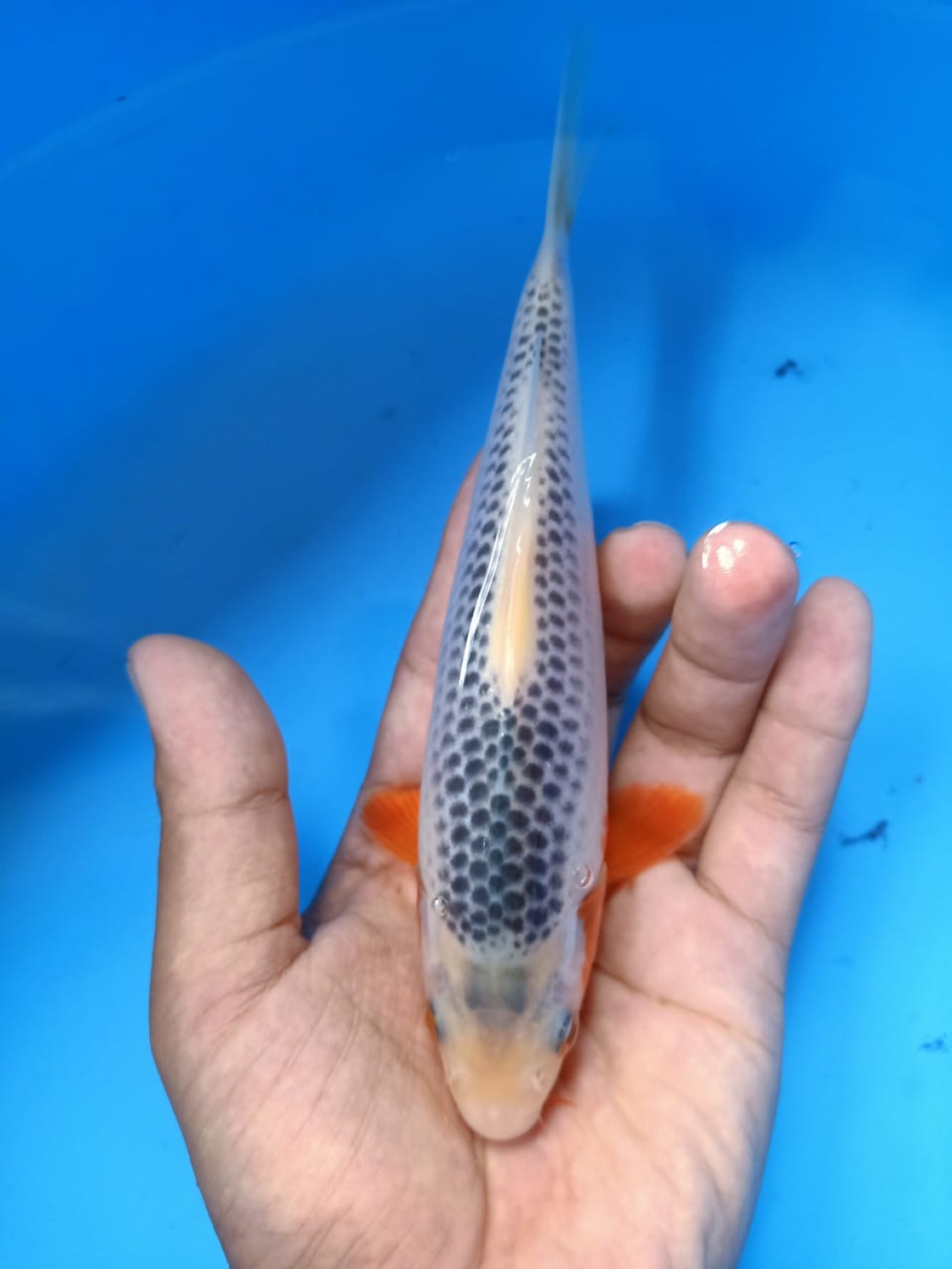 Juara 2