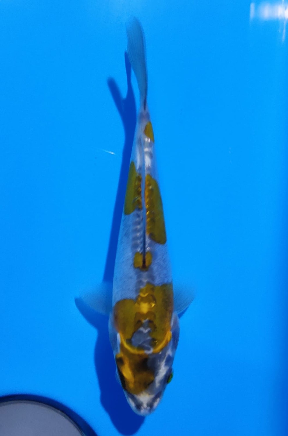Juara 3