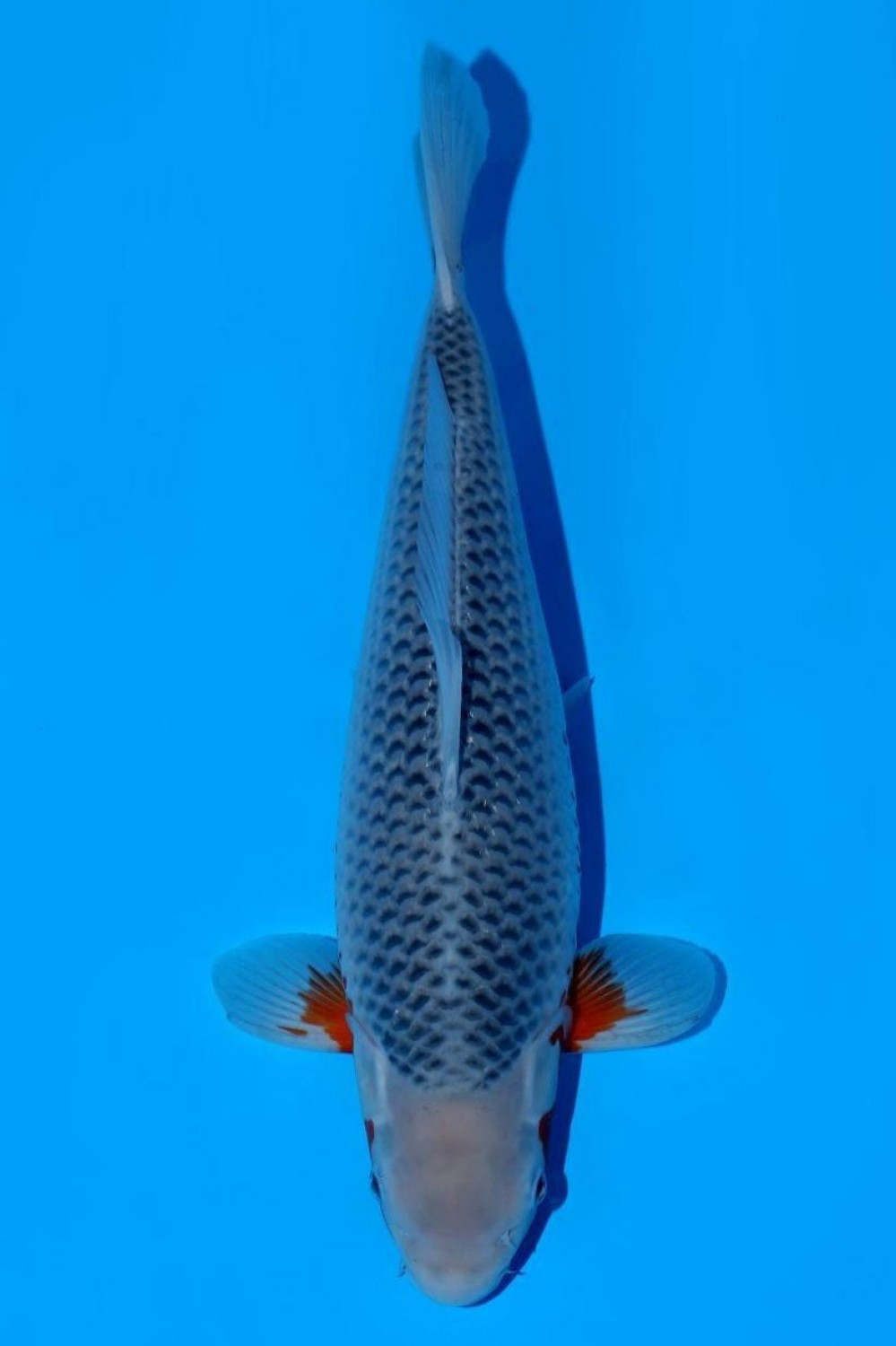 Juara 2