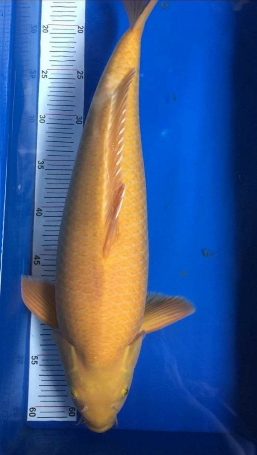 Juara 1