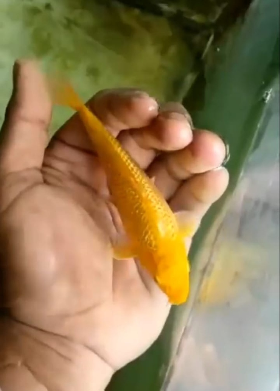 Best In Size E  Up To 12 cm