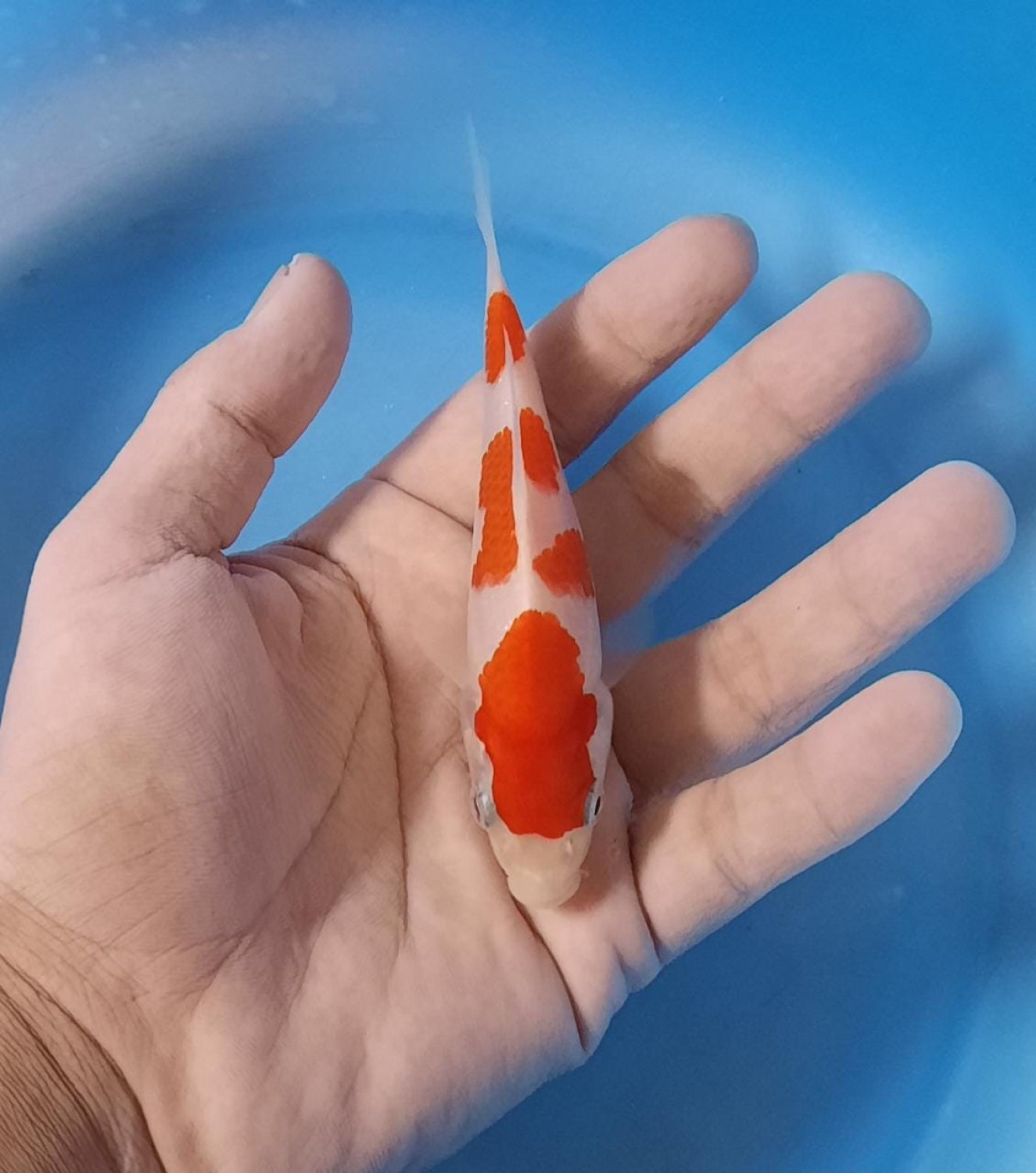 Best In Size A Up To 12 cm