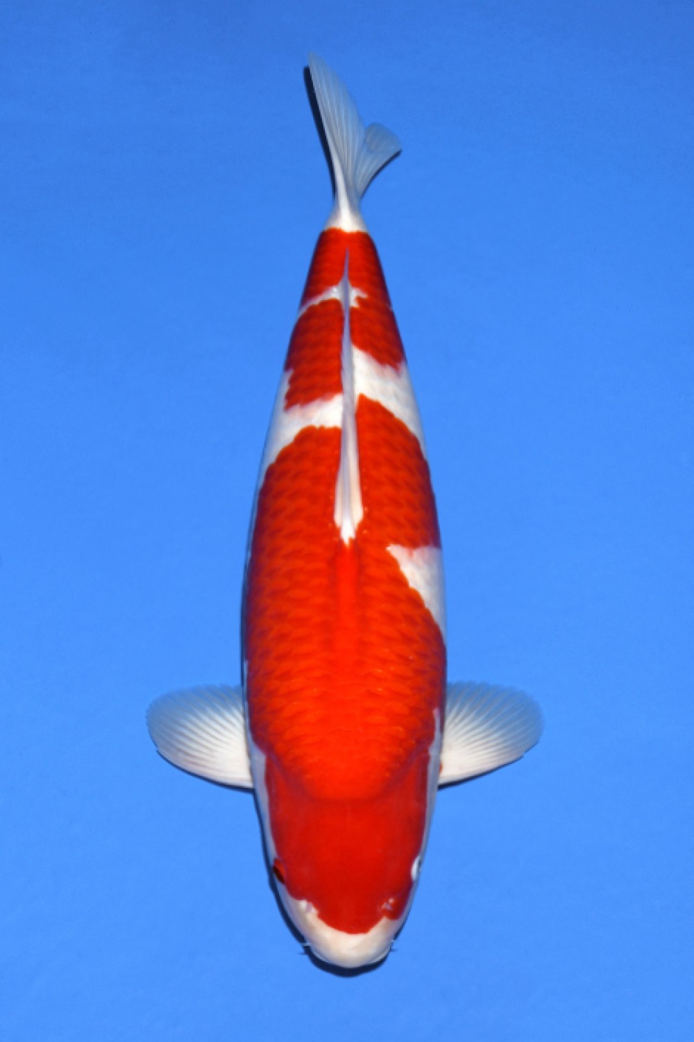 Juara 1